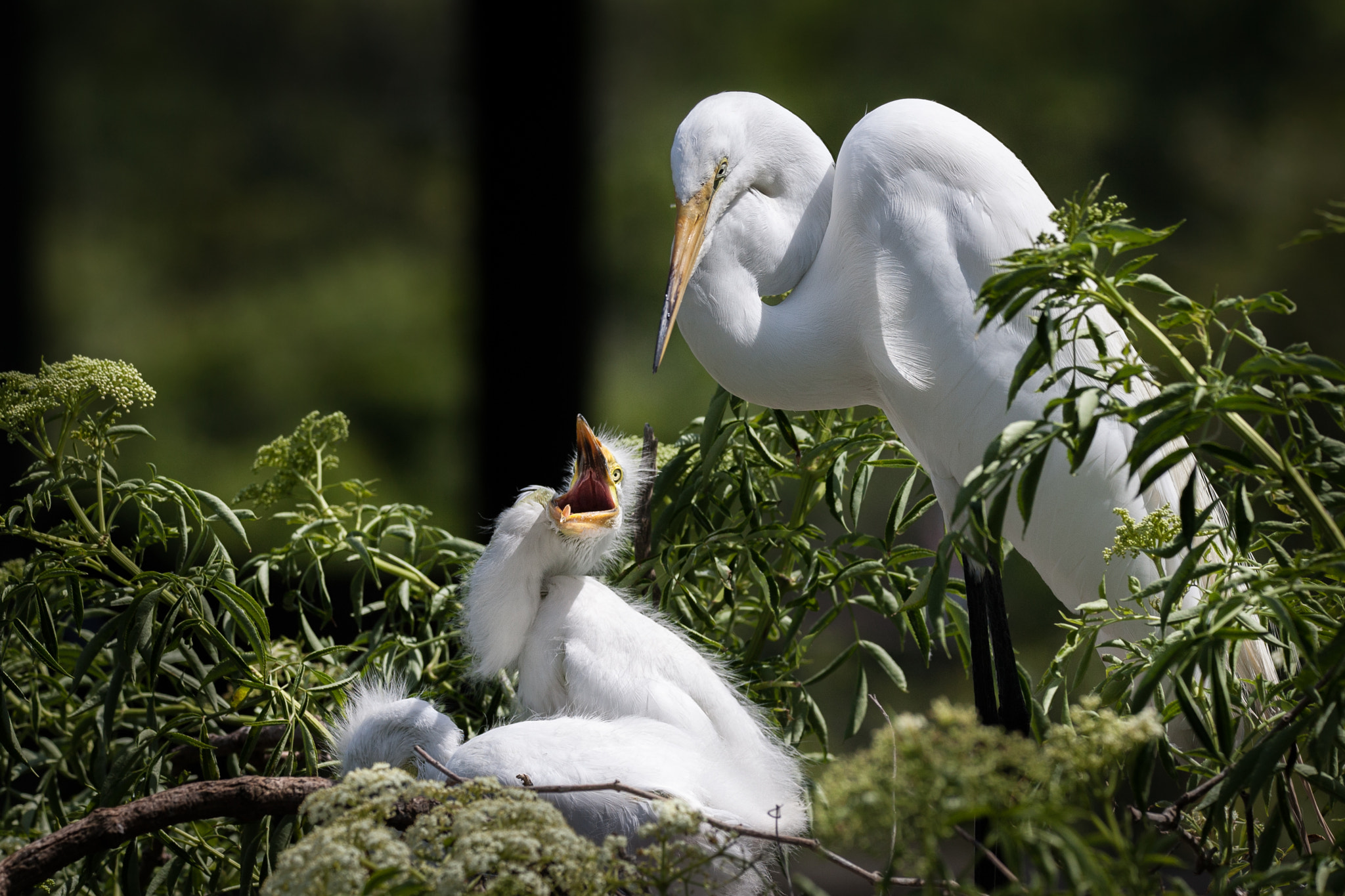 Canon EOS-1D Mark II + Sigma 150-600mm F5-6.3 DG OS HSM | C sample photo. Great egret and chicks photography
