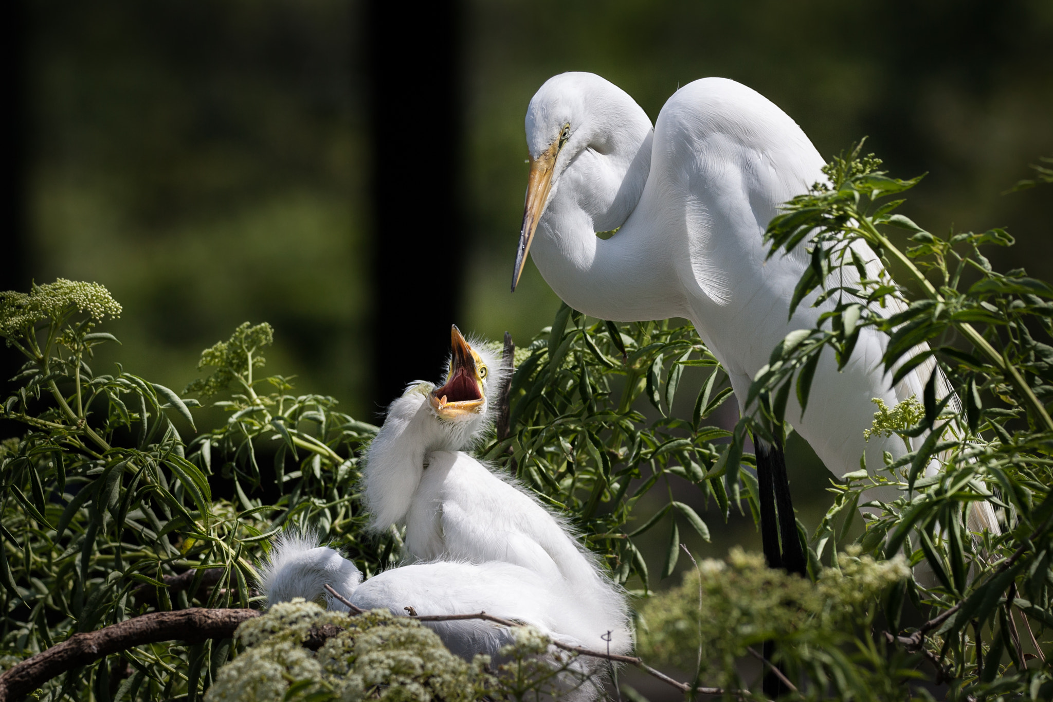Canon EOS-1D Mark II sample photo. Great egret and chicks photography