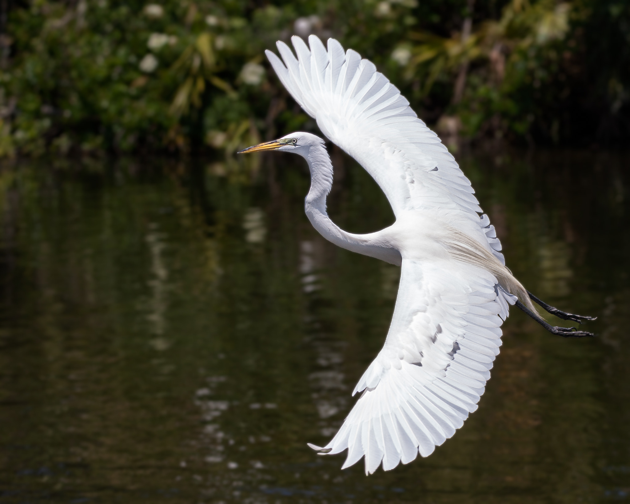 Canon EOS-1D Mark II sample photo. Great egret in flight photography
