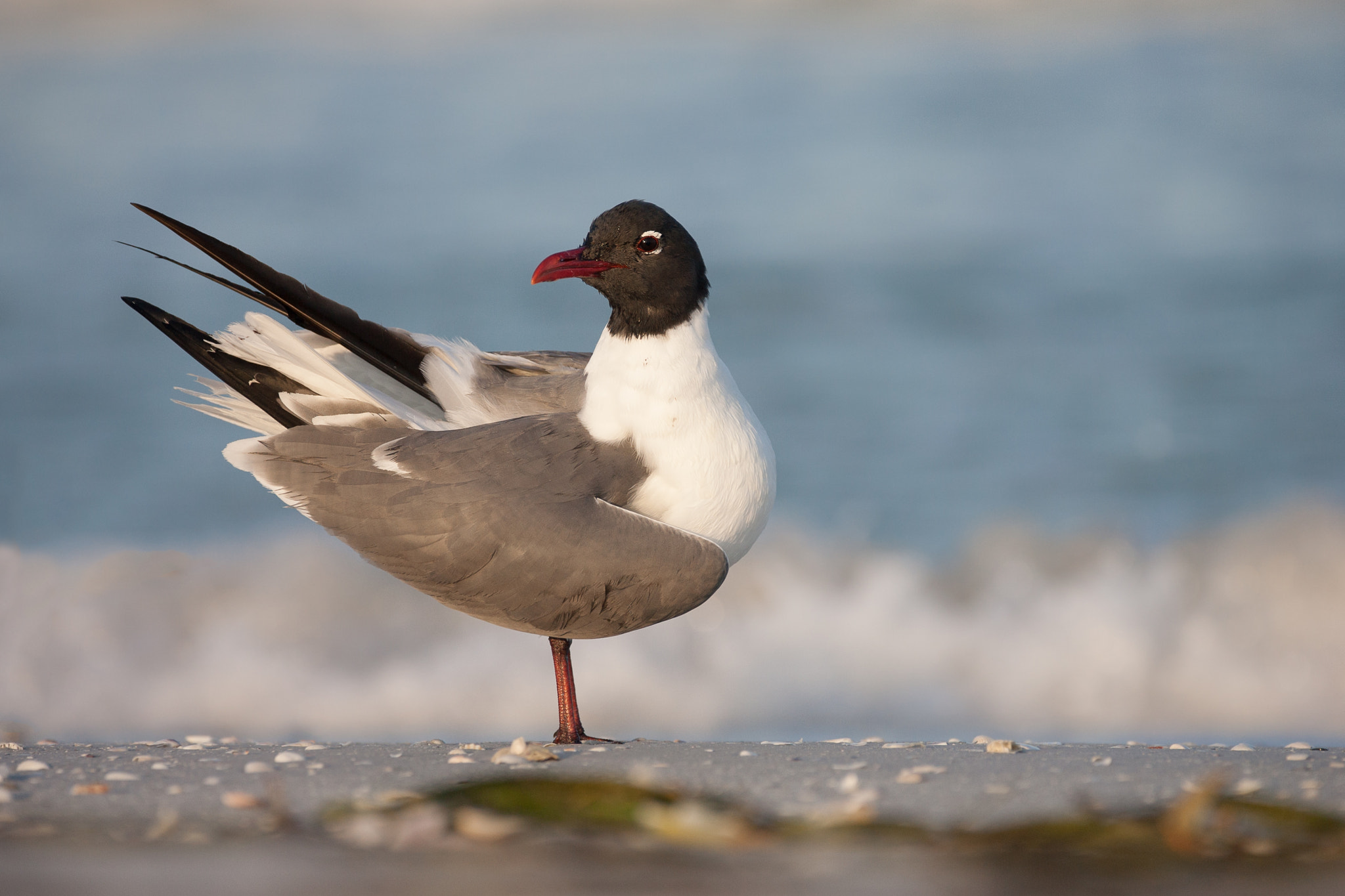Canon EOS-1D Mark II sample photo. Laughing gull photography