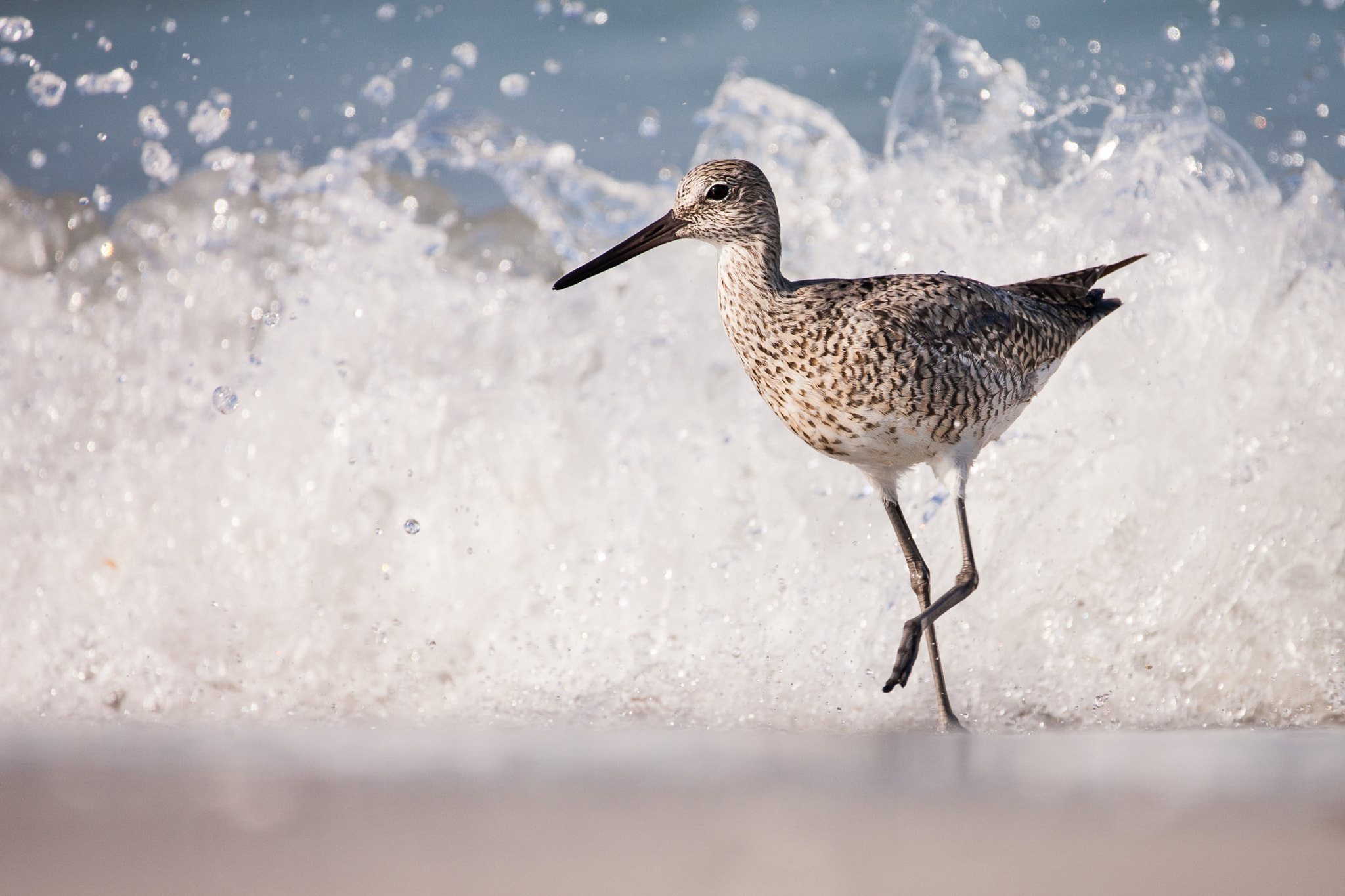 Canon EOS-1D Mark II + Sigma 150-600mm F5-6.3 DG OS HSM | C sample photo. Willet wave running photography