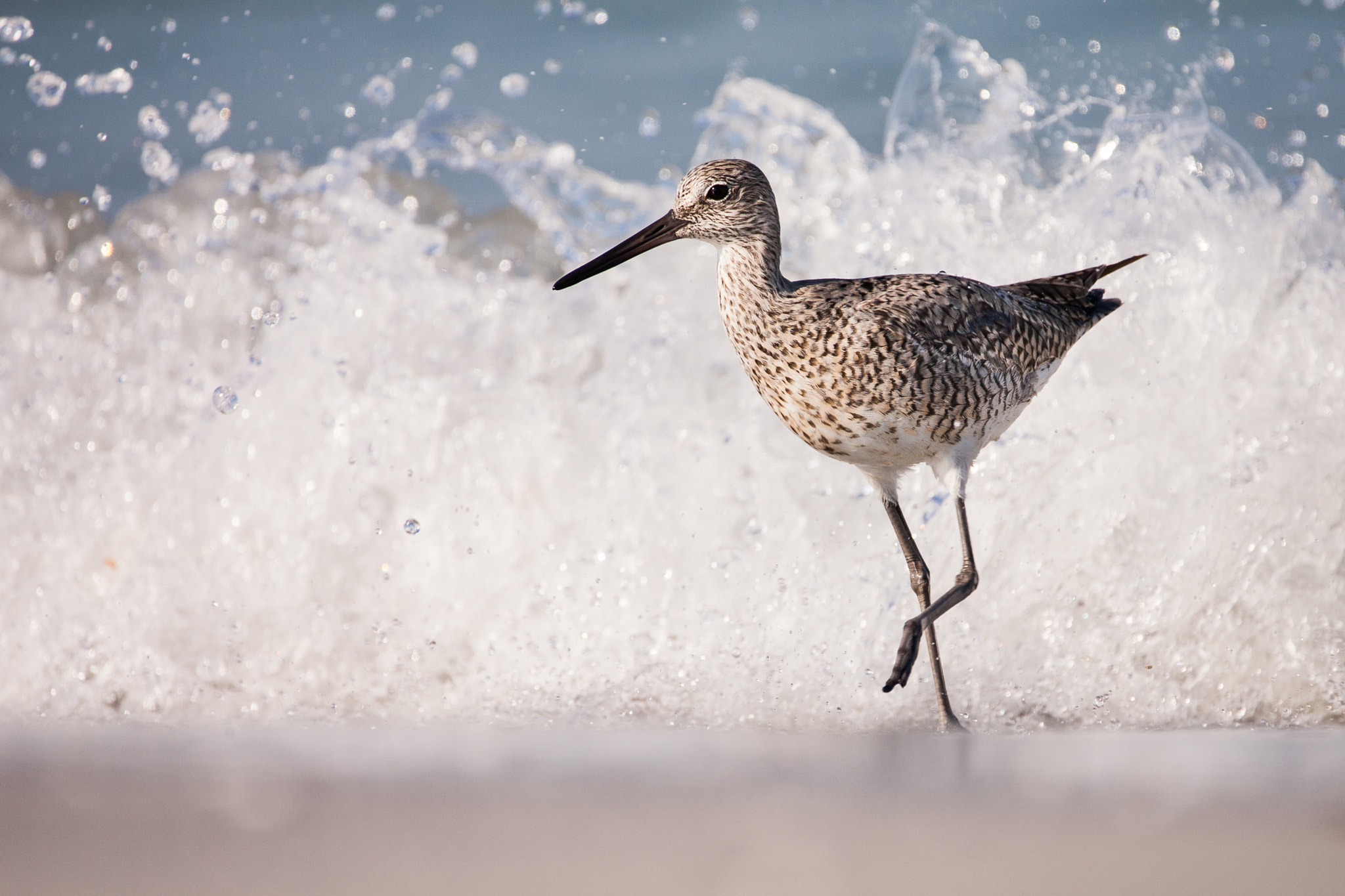 Canon EOS-1D Mark II sample photo. Willet wave running photography