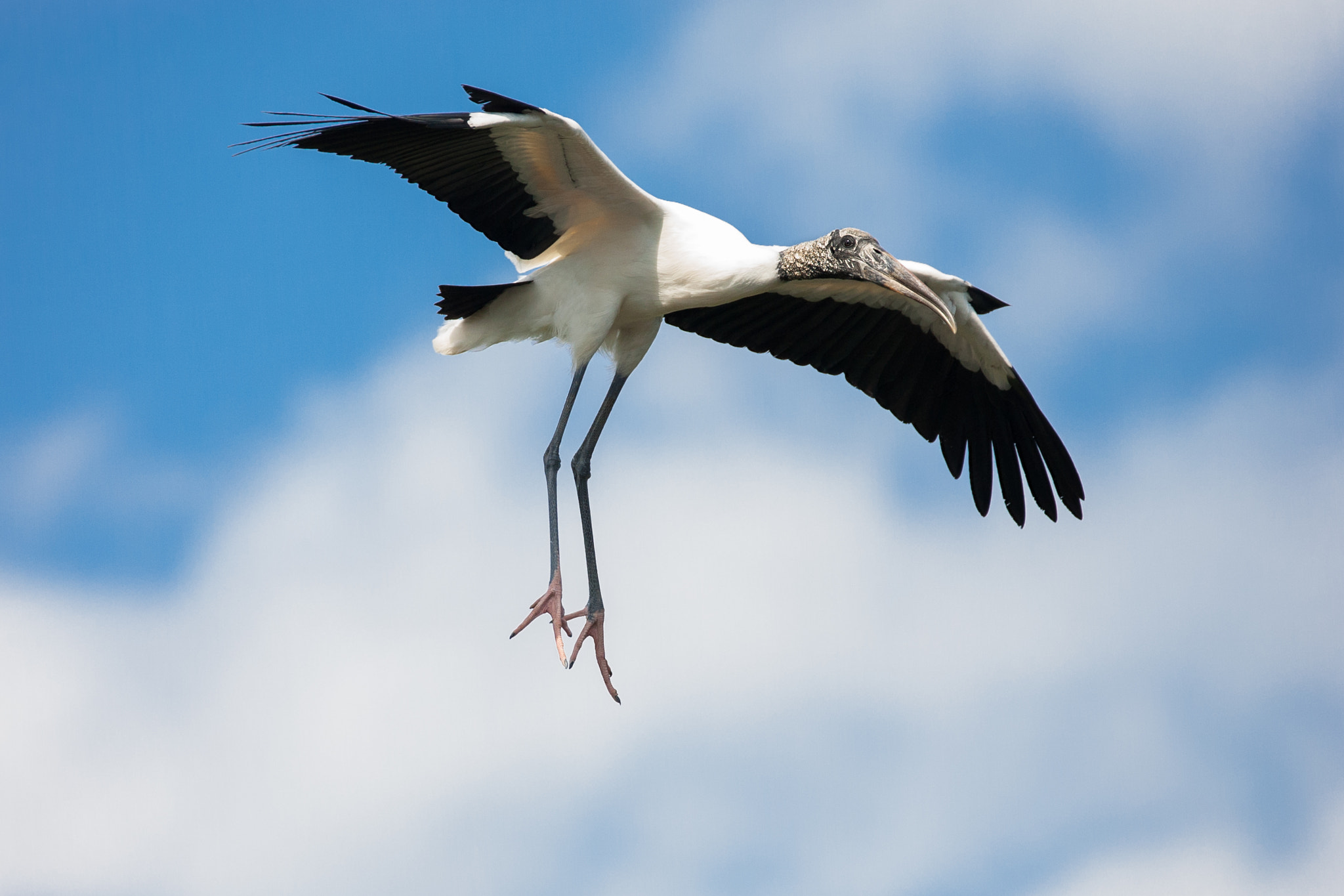 Canon EOS-1D Mark II sample photo. Wood stork photography