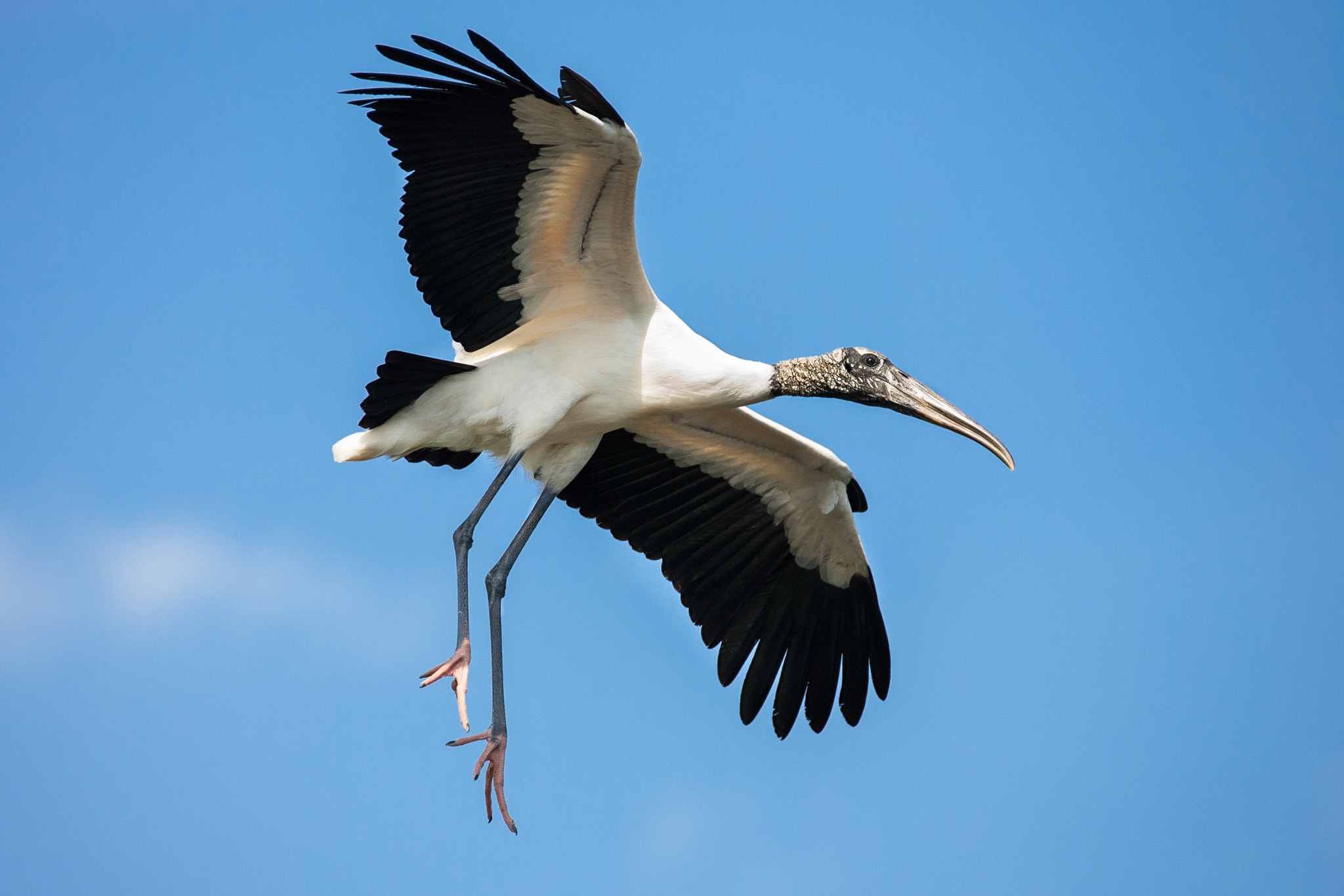 Canon EOS-1D Mark II sample photo. Wood stork in flight photography
