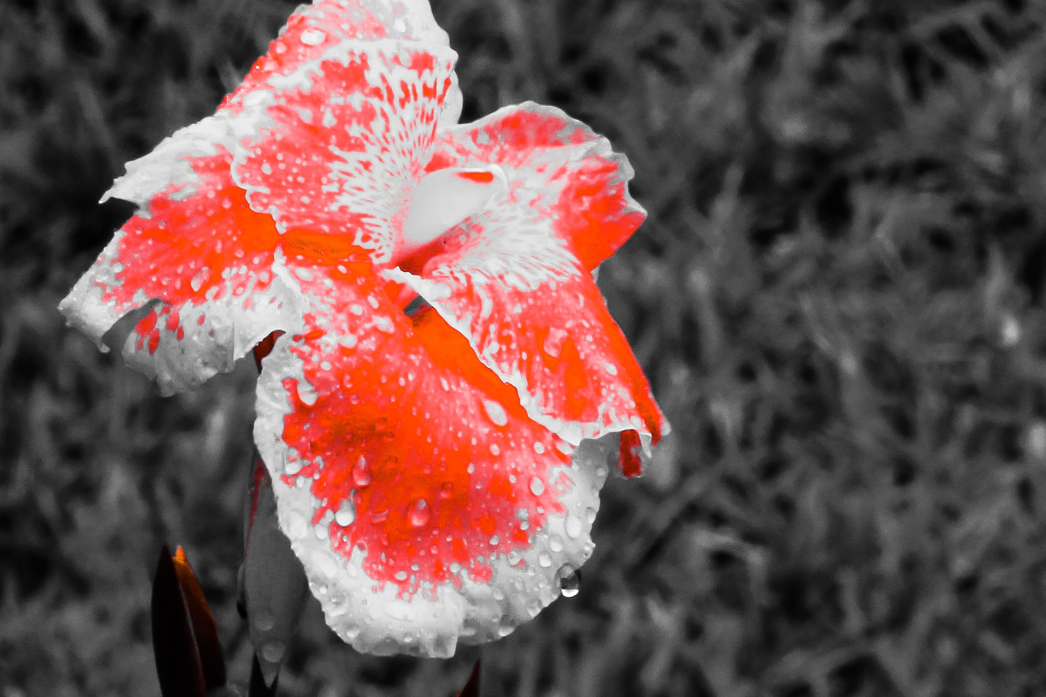 Canon EF-S 18-135mm F3.5-5.6 IS sample photo. Hold up in the rain... photography