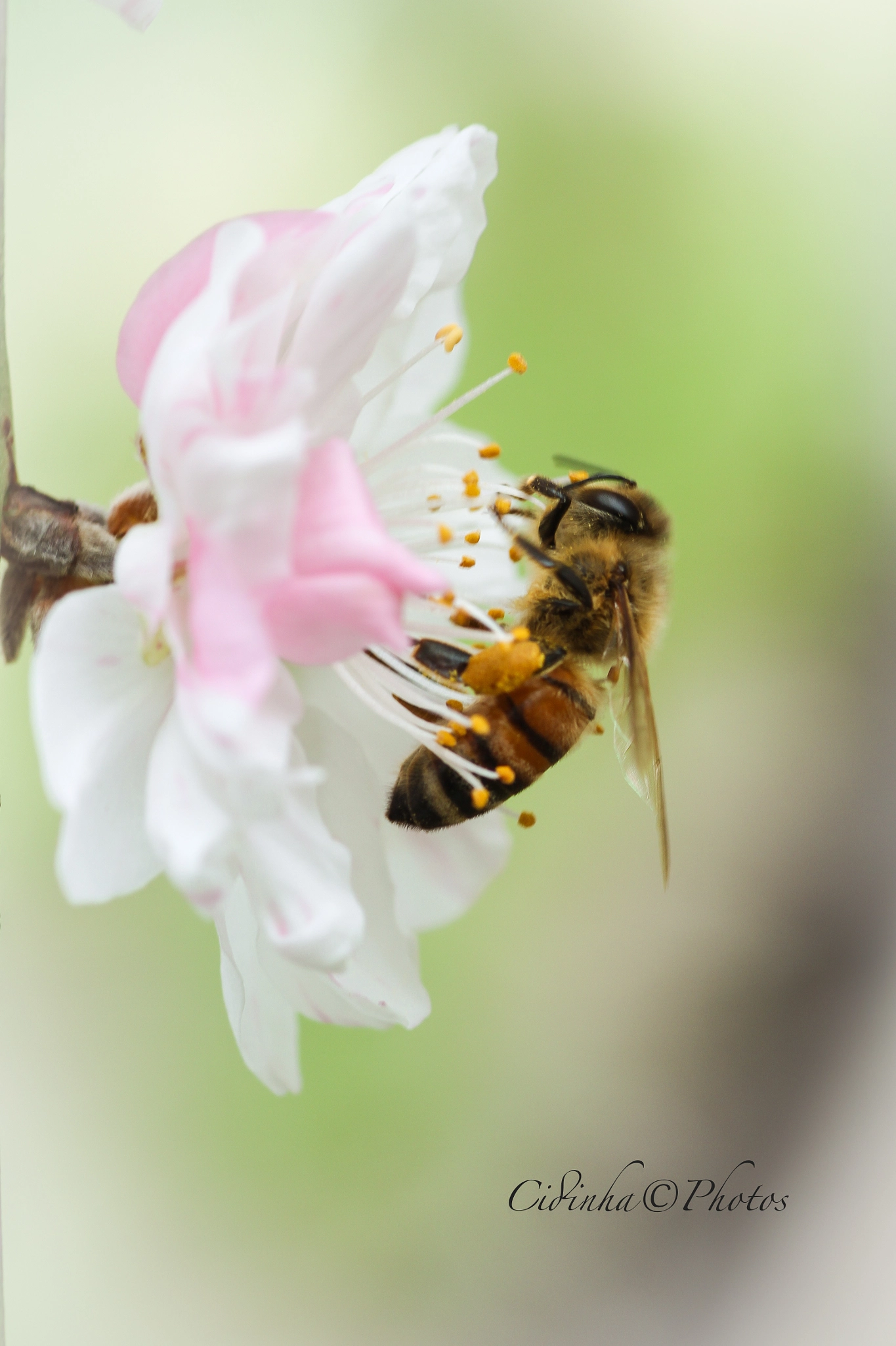 Canon EOS 7D + Tamron SP AF 90mm F2.8 Di Macro sample photo. Abelha photography