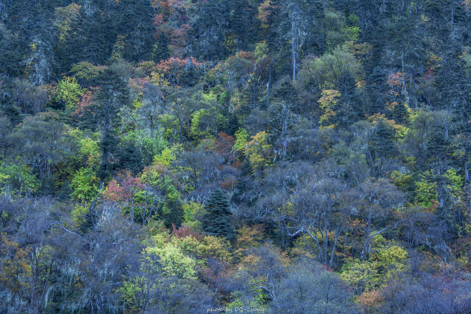 Canon EF 28-300mm F3.5-5.6L IS USM sample photo. 秋天的色彩.jpg photography