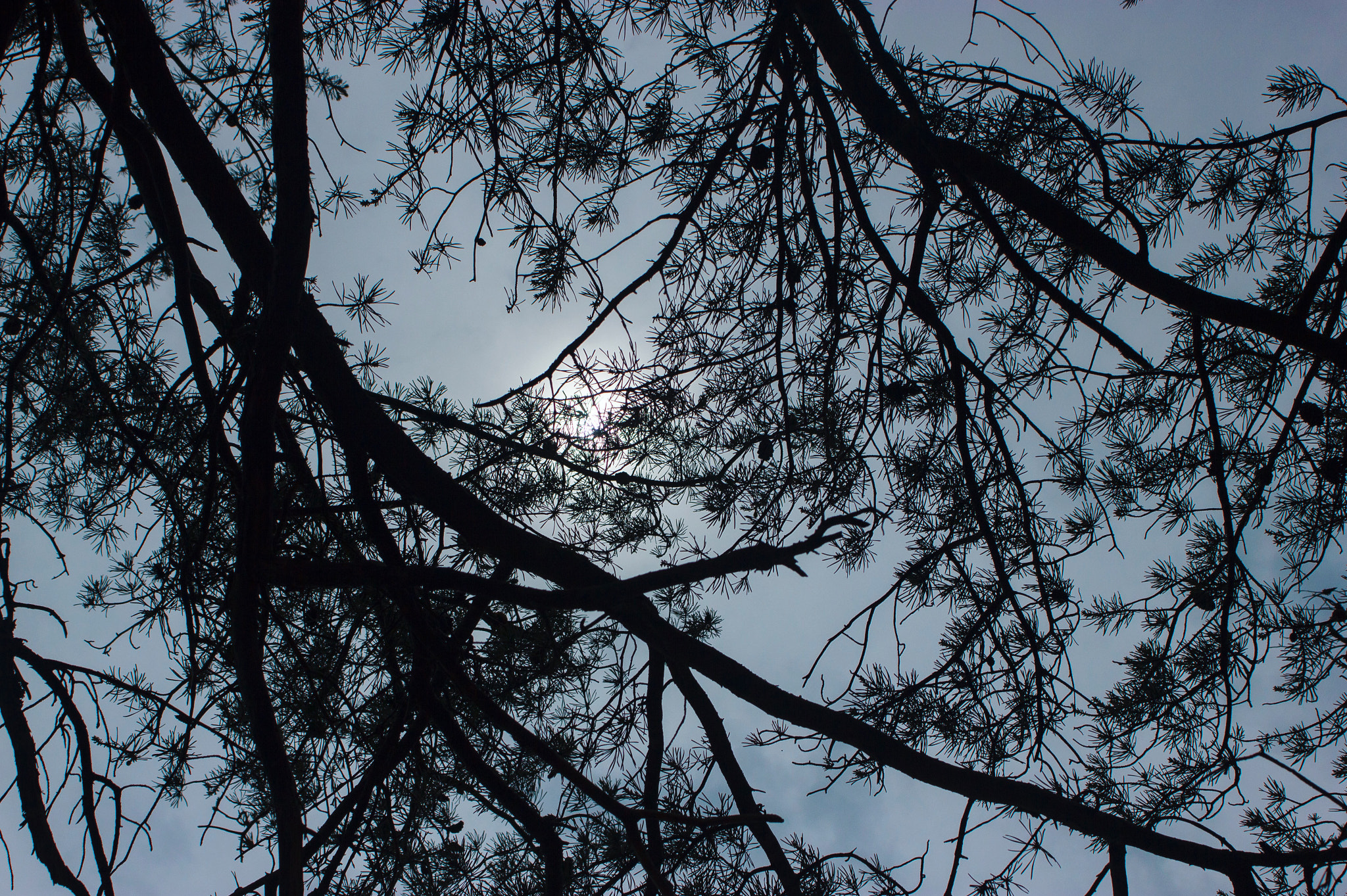 Canon EF 35-80mm f/4-5.6 sample photo. Silhouetted pine photography