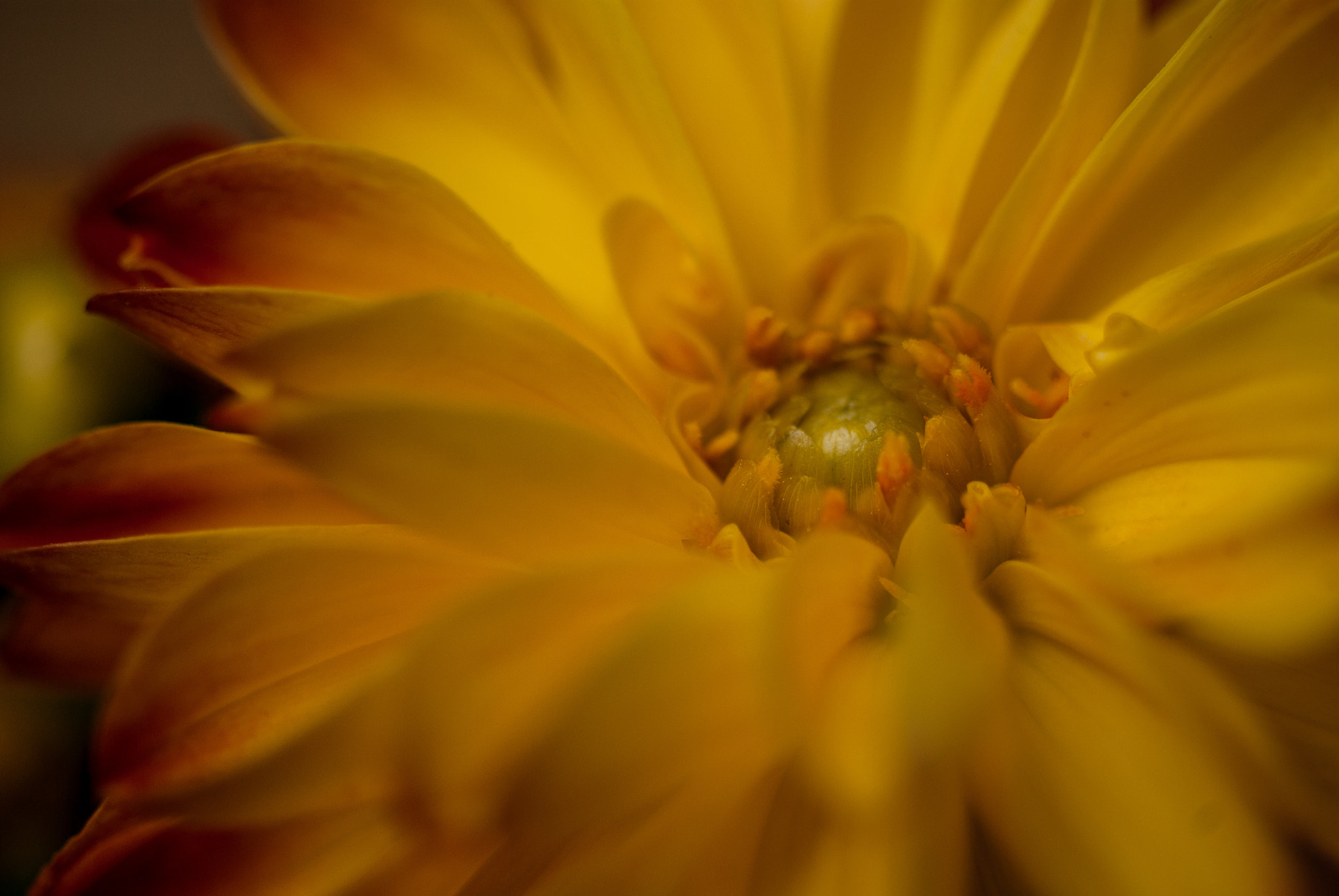 Pentax K10D + Pentax smc D-FA 50mm F2.8 Macro sample photo. Spring colors photography