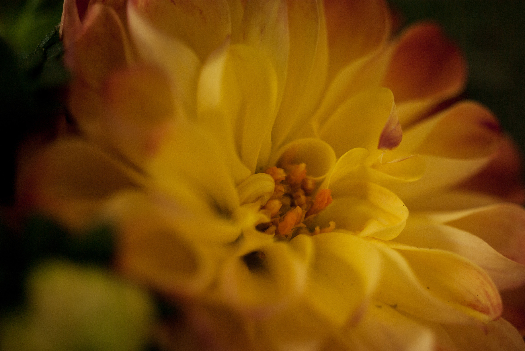 Pentax K10D + Pentax smc D-FA 50mm F2.8 Macro sample photo. Spring colors photography