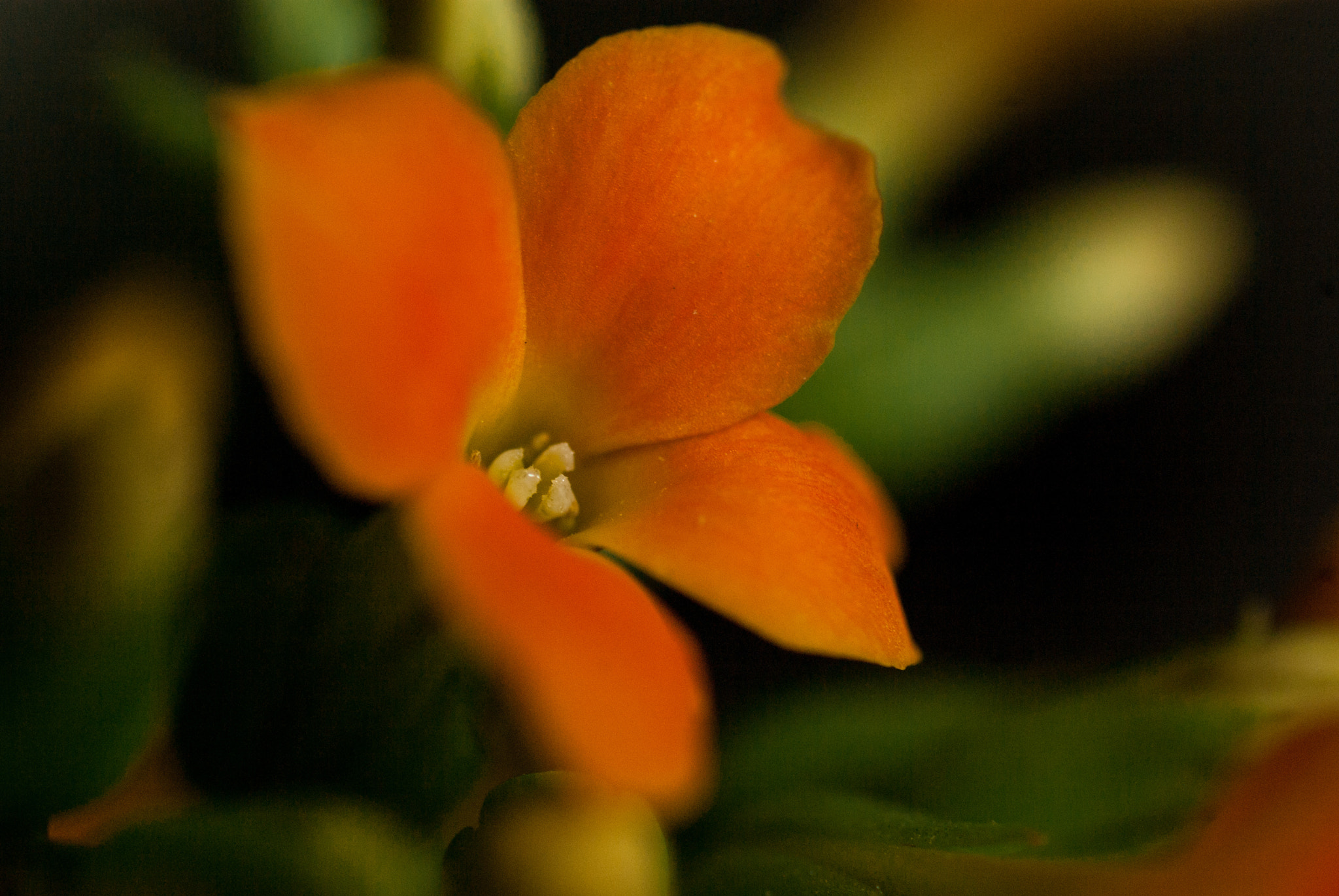 Pentax K10D + Pentax smc D-FA 50mm F2.8 Macro sample photo. Spring colors photography