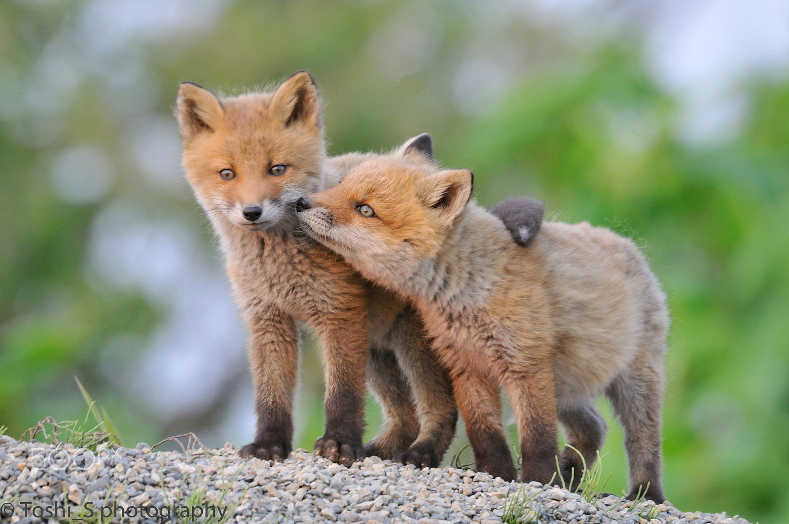 Sigma 150-600mm F5-6.3 DG OS HSM | S sample photo. May i kiss? photography
