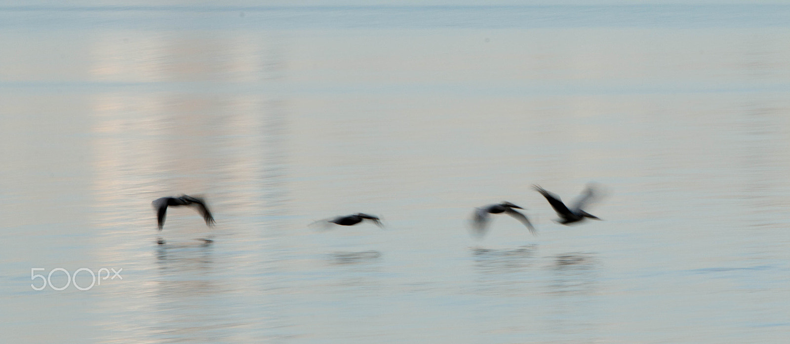 Canon EF 70-200mm F2.8L IS II USM sample photo. Pelicans photography