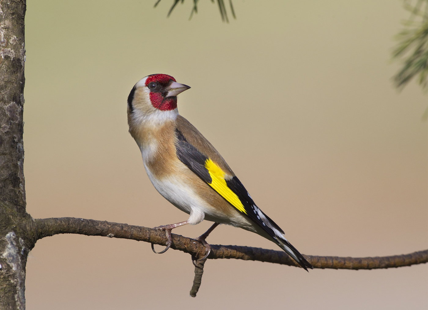 Canon EF 600mm f/4L IS sample photo. Goldfinch photography
