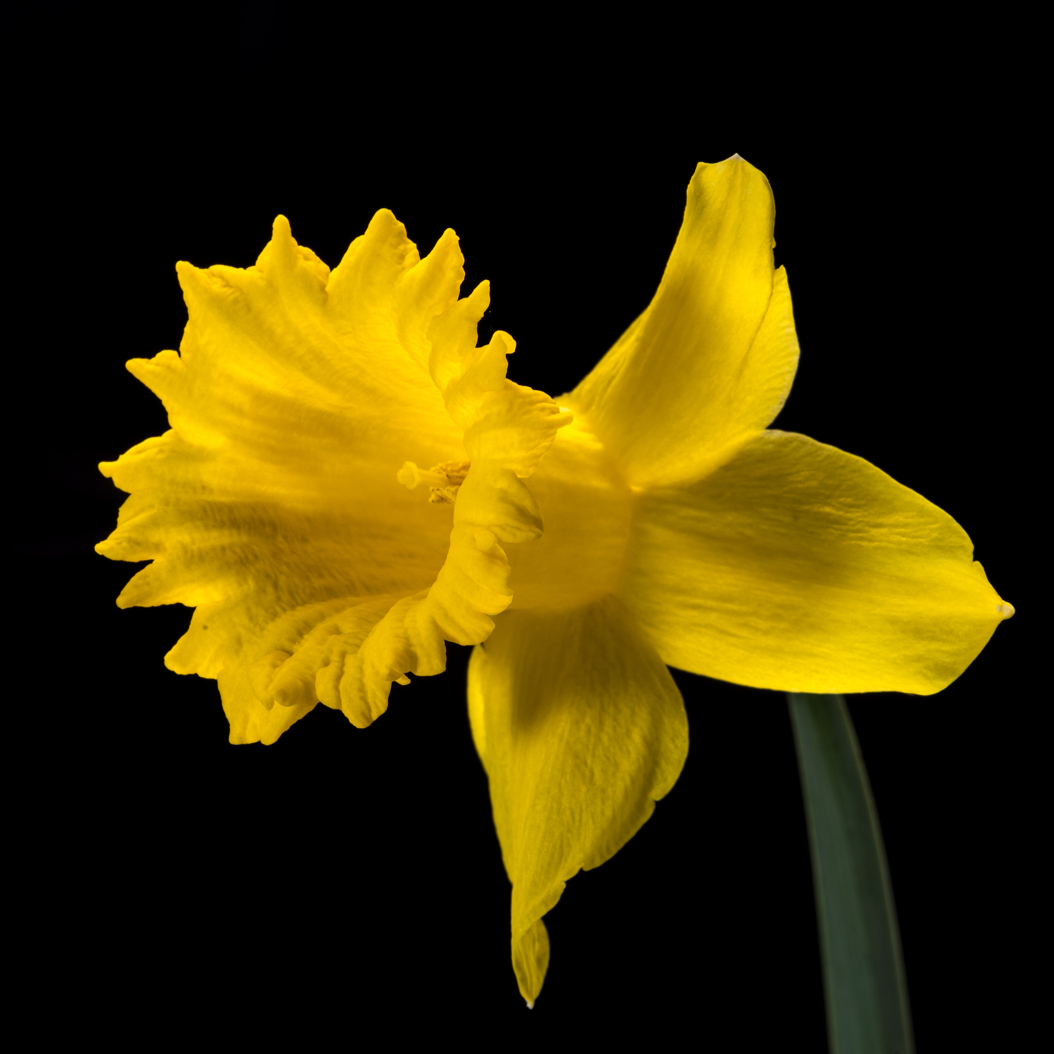 Nikon D810 + Nikon AF Micro-Nikkor 200mm F4D ED-IF sample photo. Daffodil yellow boom photography