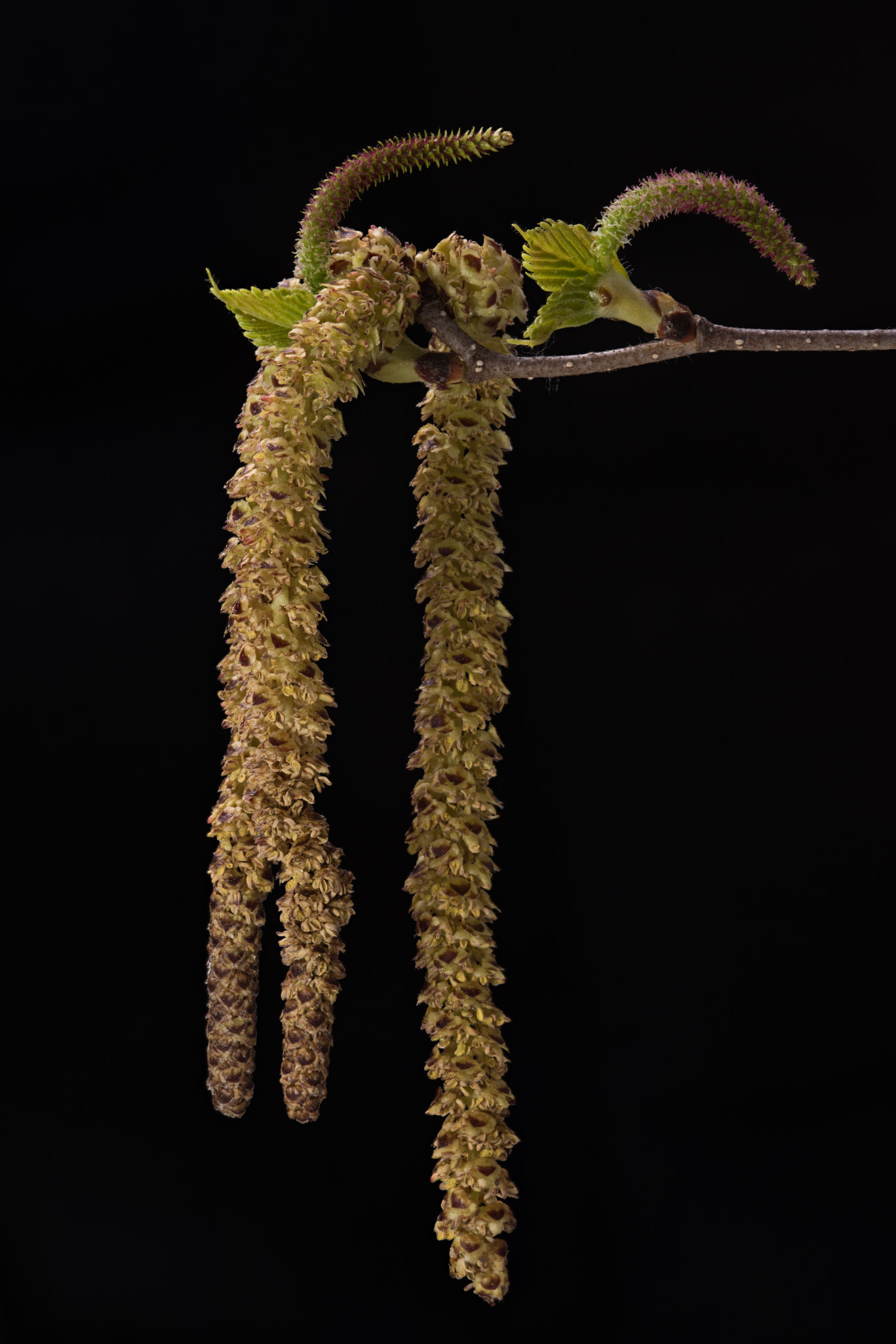 Nikon D810 + Nikon AF Micro-Nikkor 200mm F4D ED-IF sample photo. Birch bloom photography