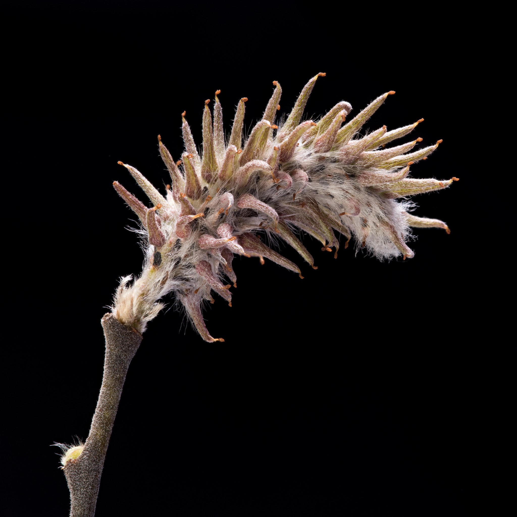 Nikon D810 + Nikon AF Micro-Nikkor 200mm F4D ED-IF sample photo. Spiky shrub bud photography