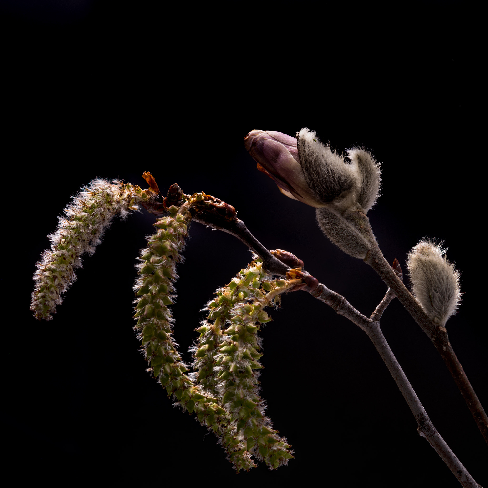 Nikon D810 + Nikon AF Micro-Nikkor 200mm F4D ED-IF sample photo. Poplar catkin and magnolia bud photography