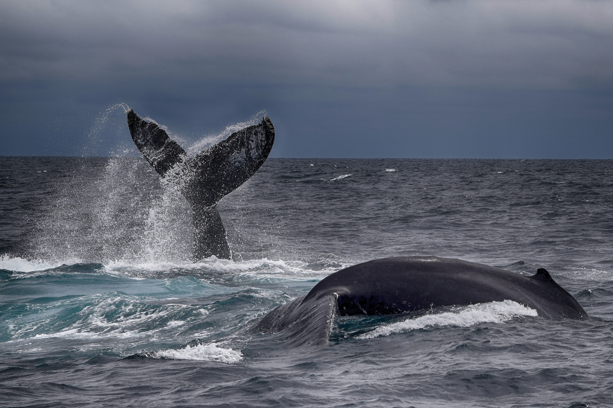 AF Zoom-Nikkor 75-240mm f/4.5-5.6D sample photo. Tail slap photography