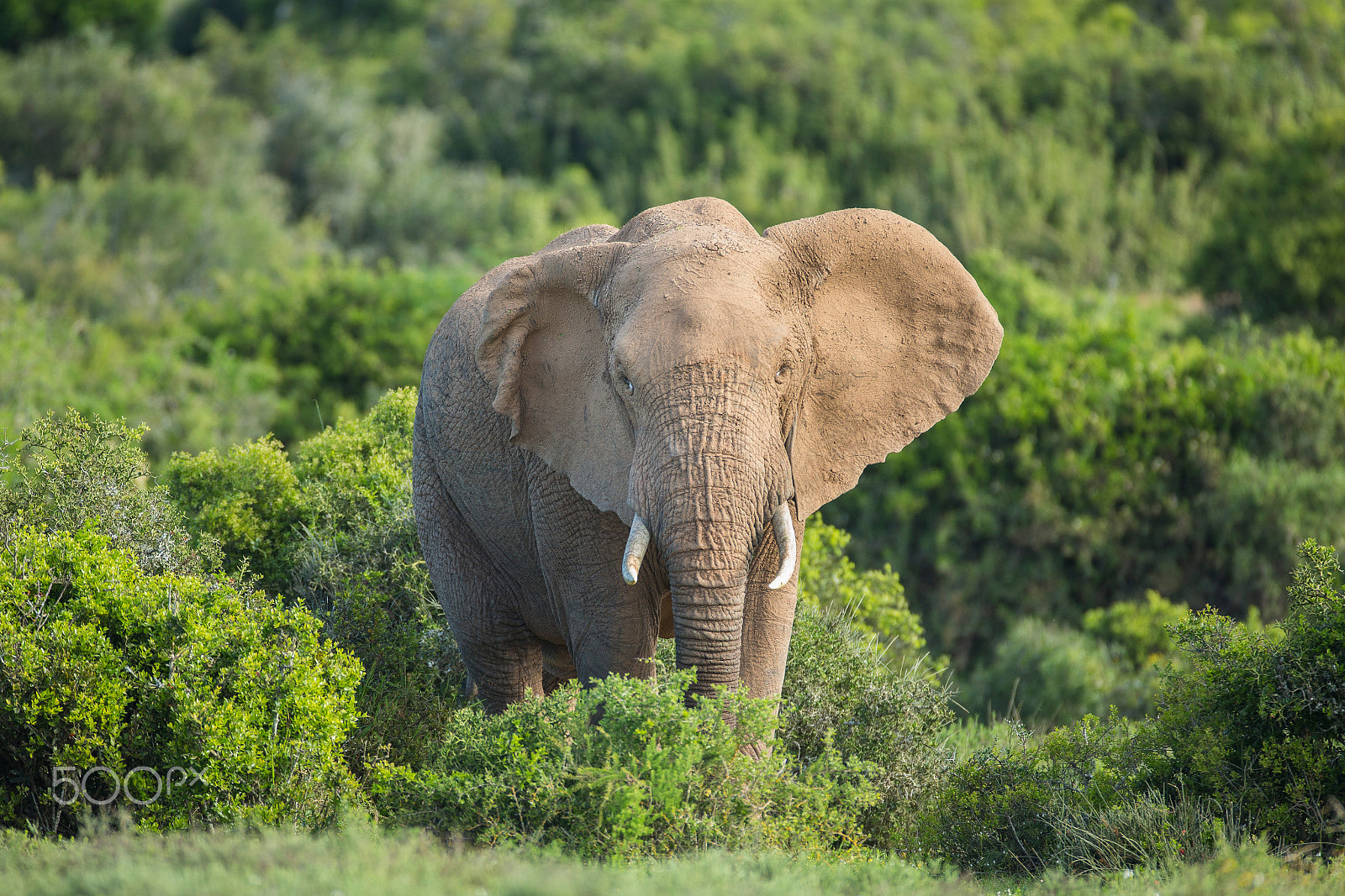 Canon EOS-1D X + Canon EF 600mm f/4L IS sample photo. African elephant photography