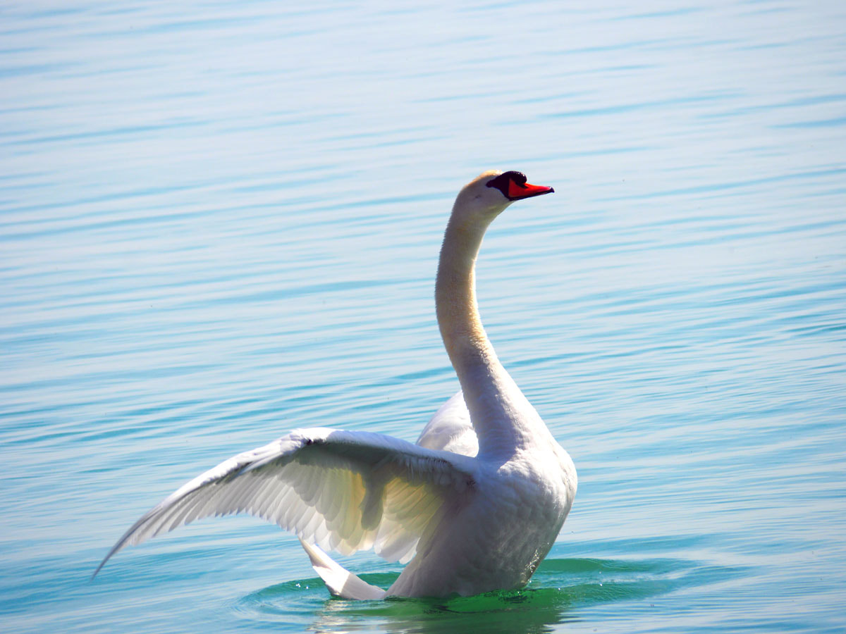 Panasonic Lumix G Vario 45-200mm F4-5.6 OIS sample photo. To be a swan photography