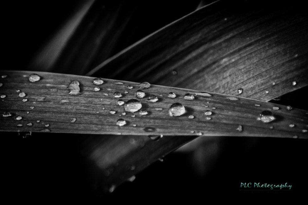 Sony SLT-A57 sample photo. After the rain photography