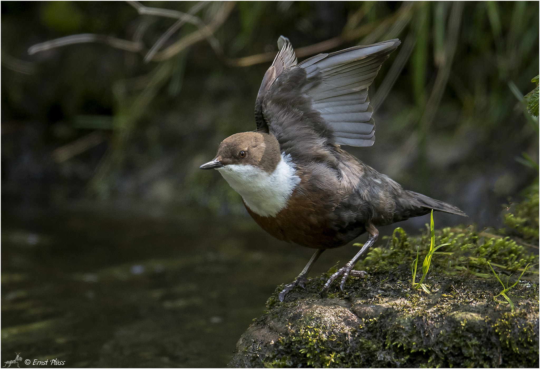 Nikon D5 sample photo. White-throated dipper photography