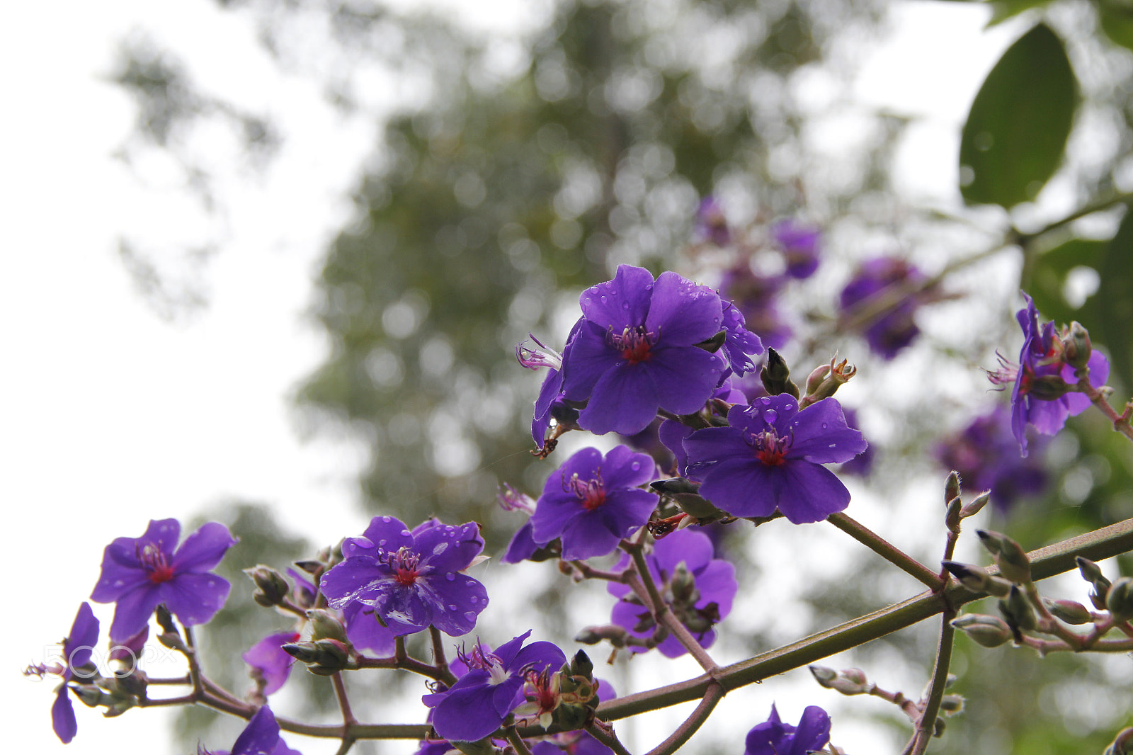 Canon EF-S 18-135mm F3.5-5.6 IS sample photo. Mogi das cruzes, sp, brazil photography