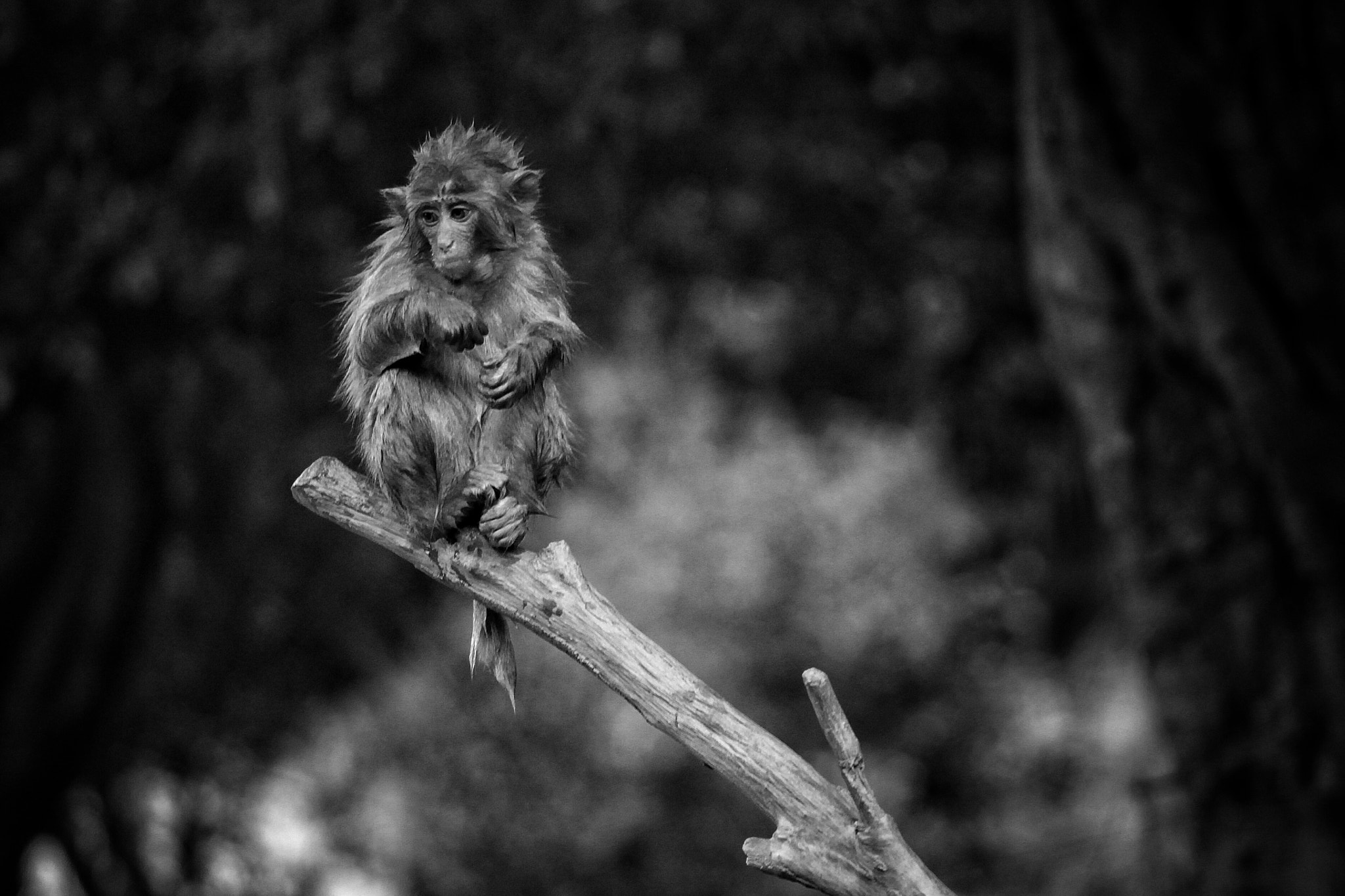 Canon EF 70-200mm F4L USM sample photo. Monkey photography
