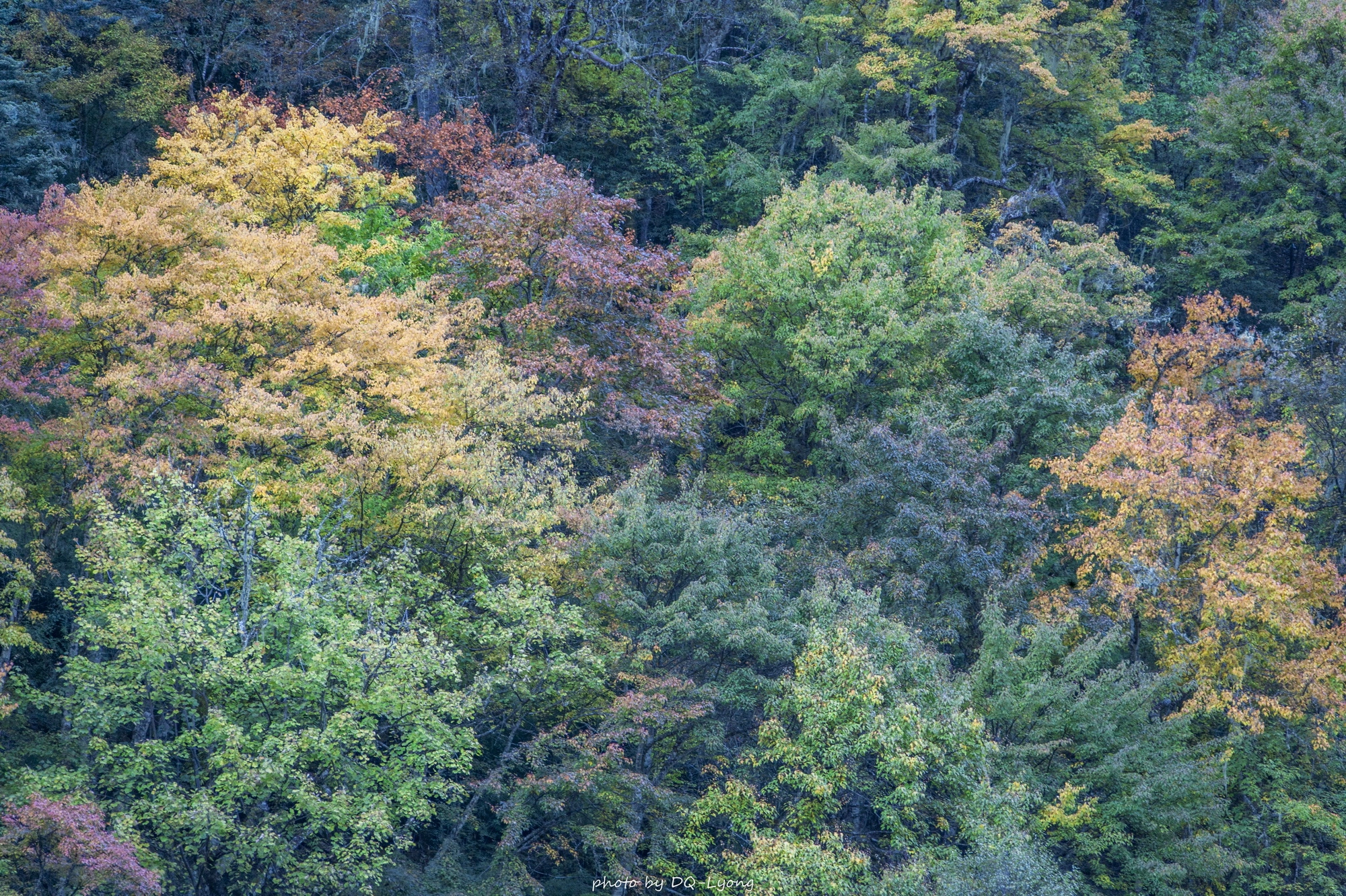 Canon EF 28-300mm F3.5-5.6L IS USM sample photo. 秋天的色彩.jpg photography