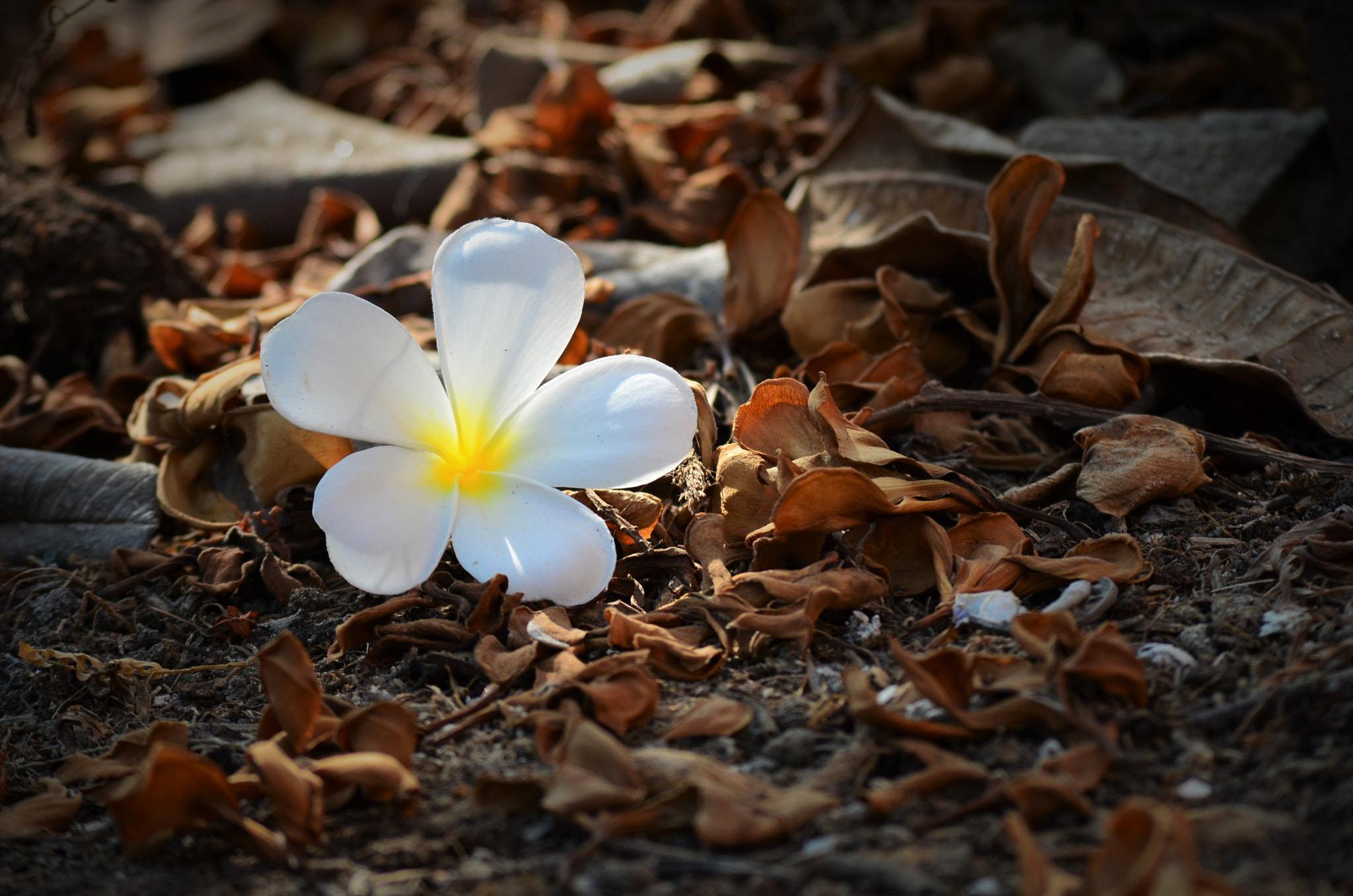 Nikon D7000 + AF Nikkor 70-210mm f/4-5.6D sample photo. Hello summer photography