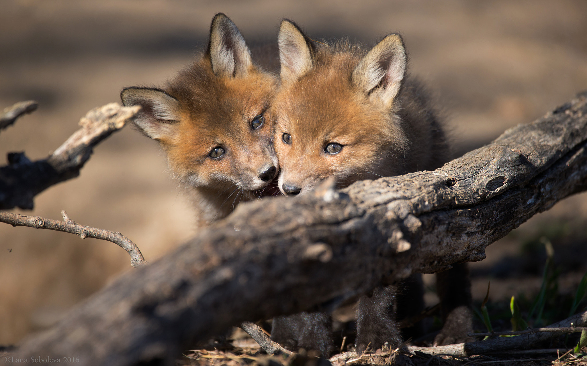 Sigma 150-600mm F5-6.3 DG OS HSM | C sample photo. Brotherly love photography