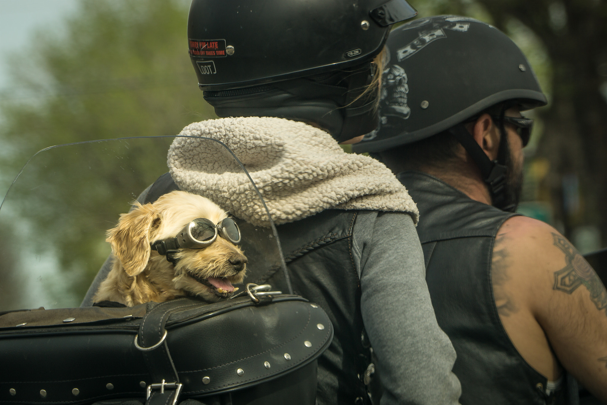 Sony a6000 + Sony FE 24-240mm F3.5-6.3 OSS sample photo. Just so dog'on cute photography