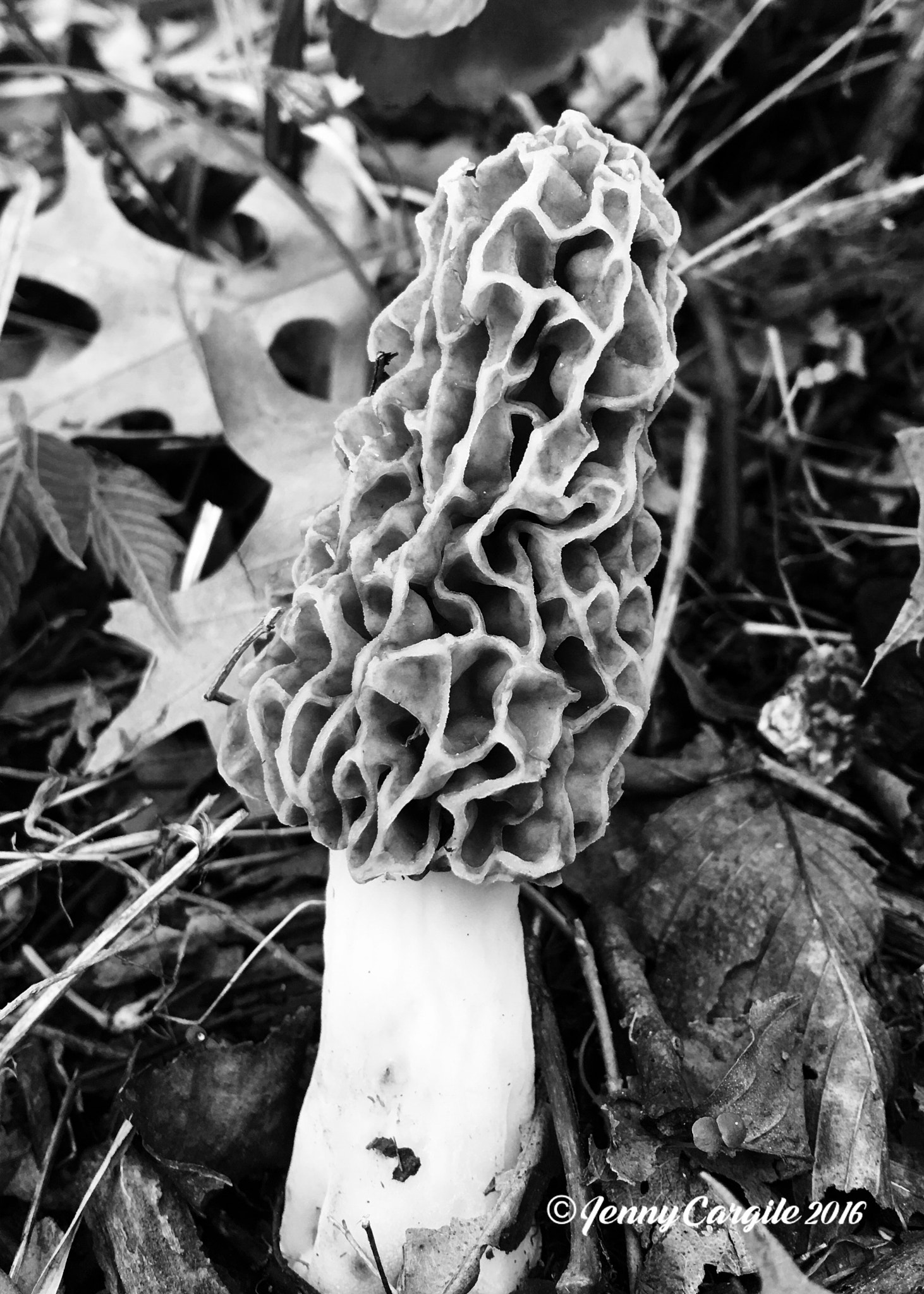 Morel mushroom