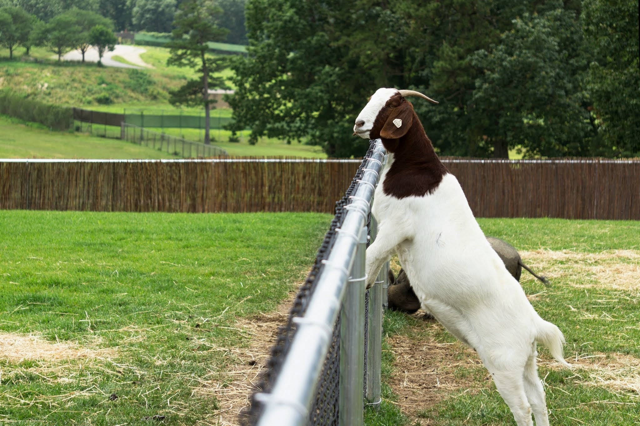 Sony Alpha NEX-5 + Sony E 55-210mm F4.5-6.3 OSS sample photo. Goat want to go? photography