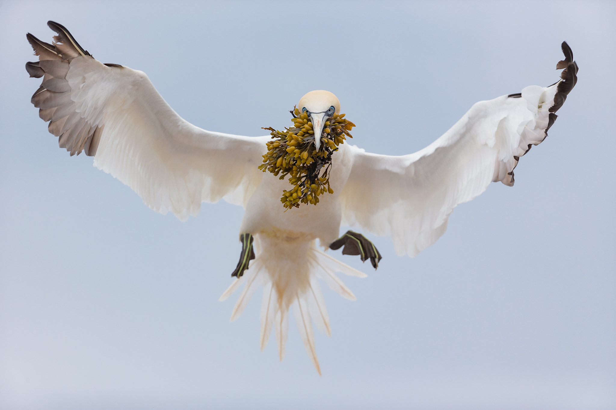 Canon EF 200-400mm F4L IS USM Extender 1.4x sample photo. Northern gannet photography