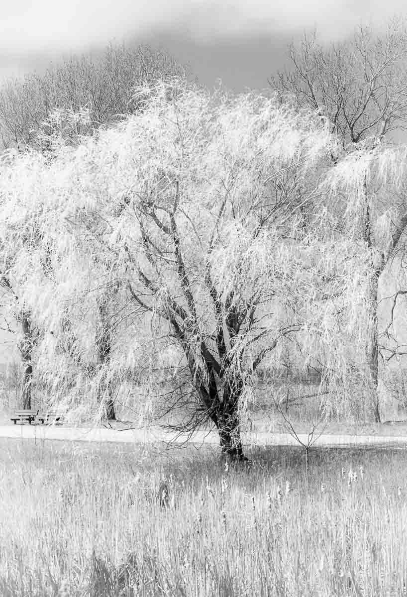 Sony Alpha DSLR-A500 sample photo. Lone willow. photography