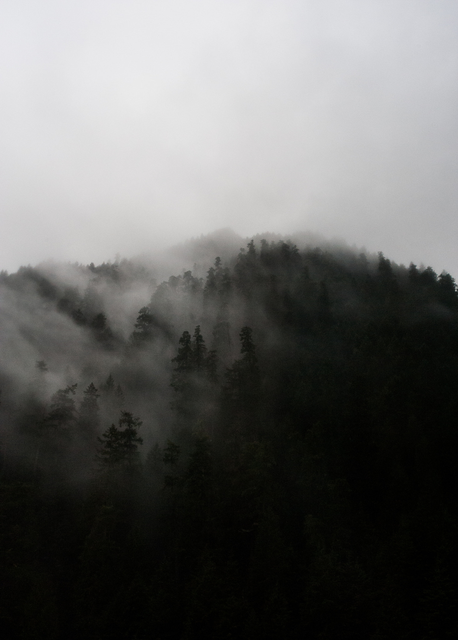 AF Zoom-Nikkor 28-80mm f/3.3-5.6G sample photo. Fog in the trees photography