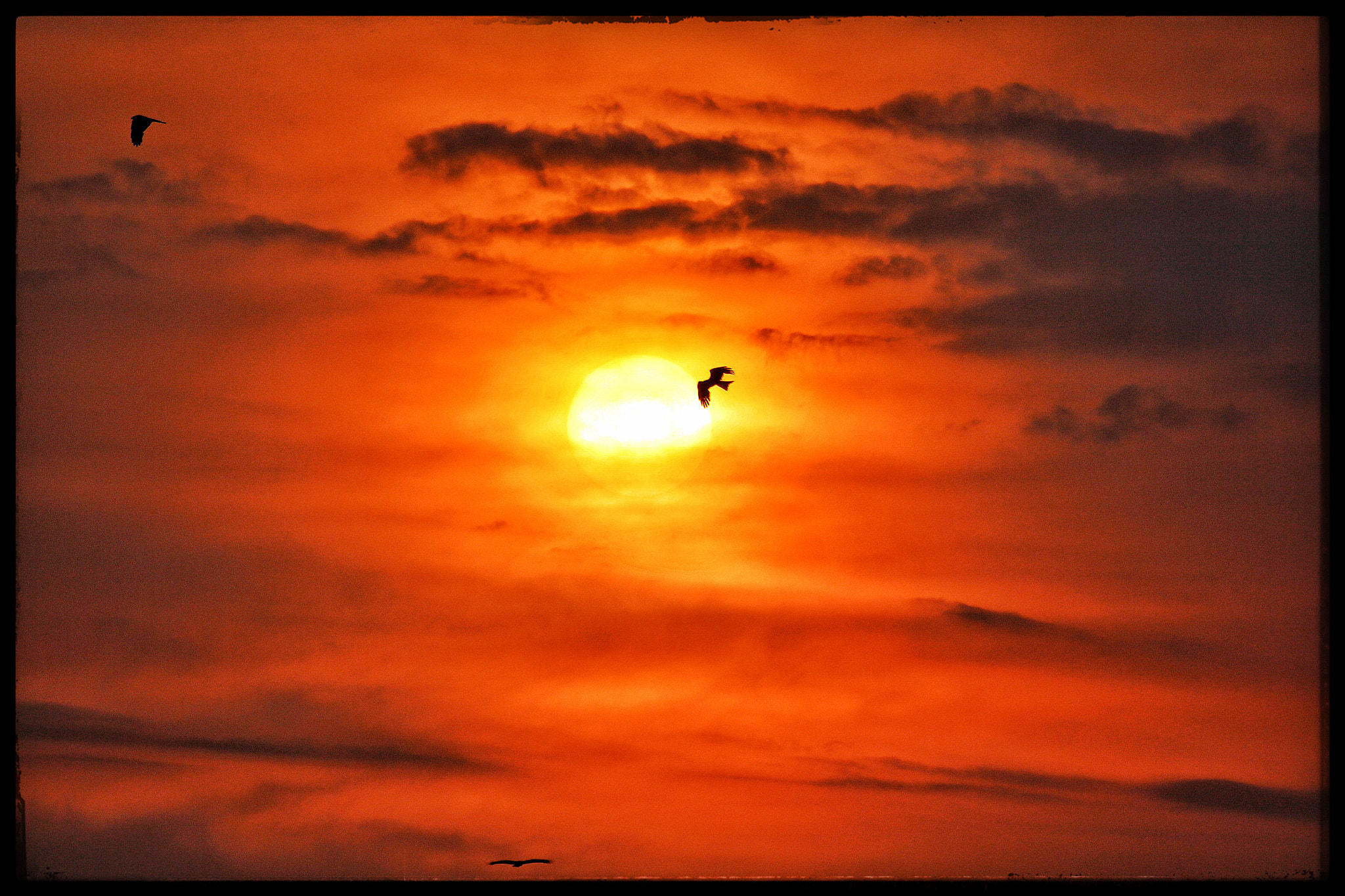 Canon EOS 650D (EOS Rebel T4i / EOS Kiss X6i) + Canon 70-300mm sample photo. Flying into the sun photography