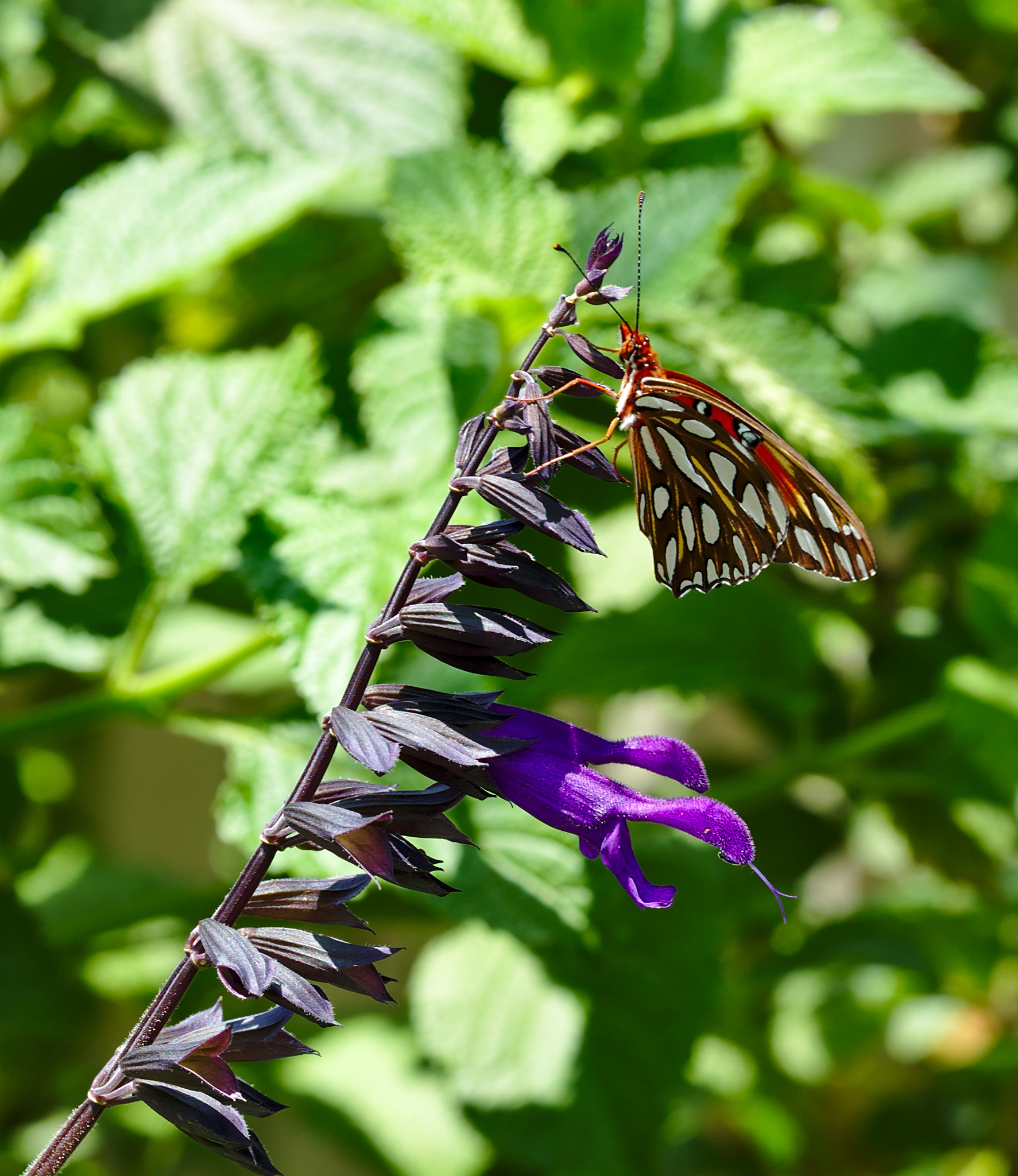 ZEISS Otus 85mm F1.4 sample photo. Butterfly on purple flower i photography