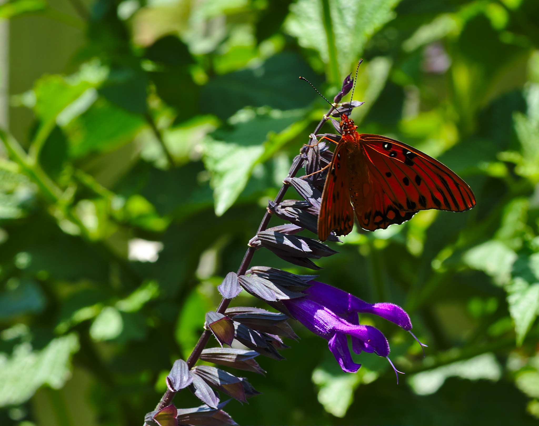 ZEISS Otus 85mm F1.4 sample photo. Butterfly on purple flower ii photography
