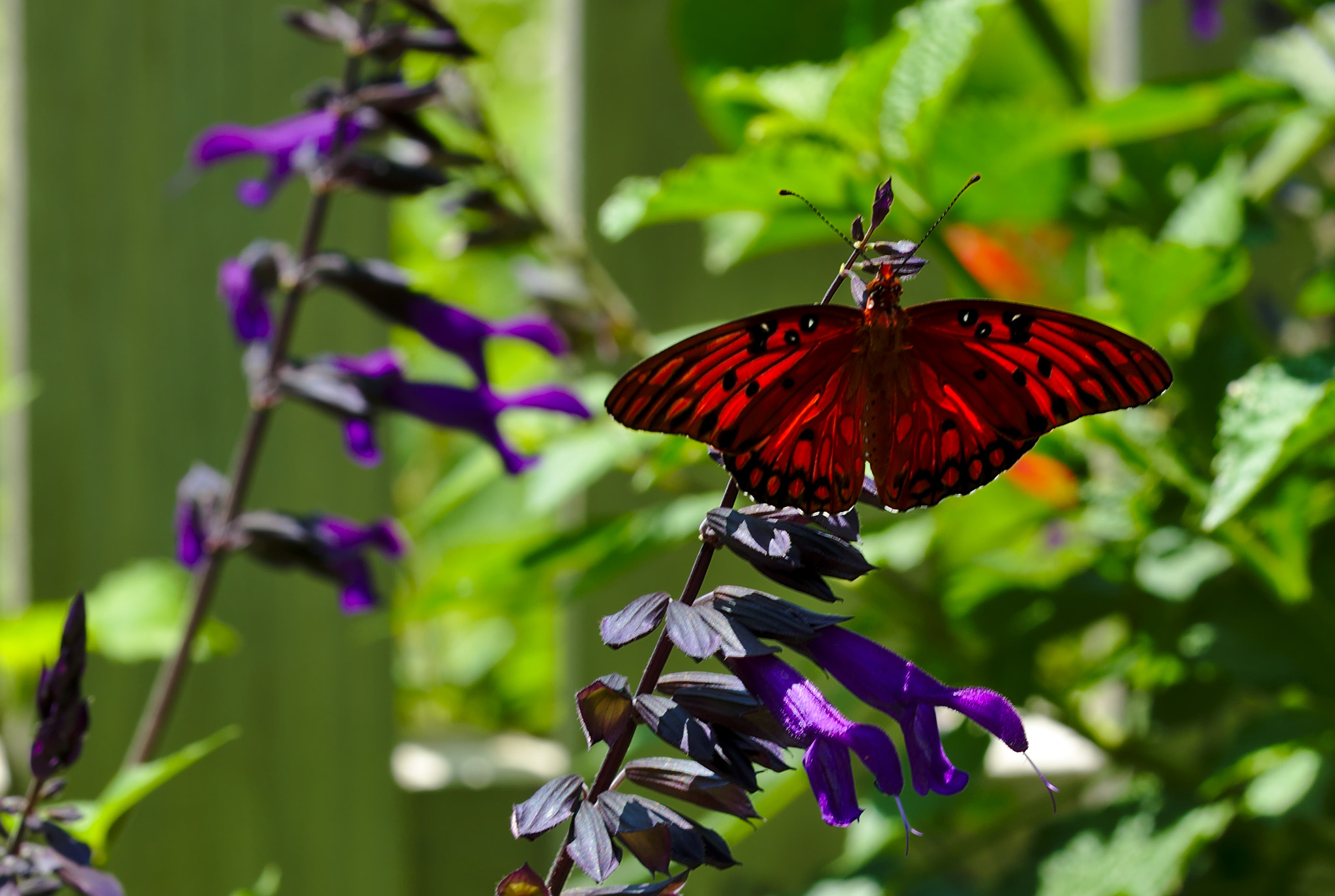 ZEISS Otus 85mm F1.4 sample photo. Butterfly on purple flower iii photography