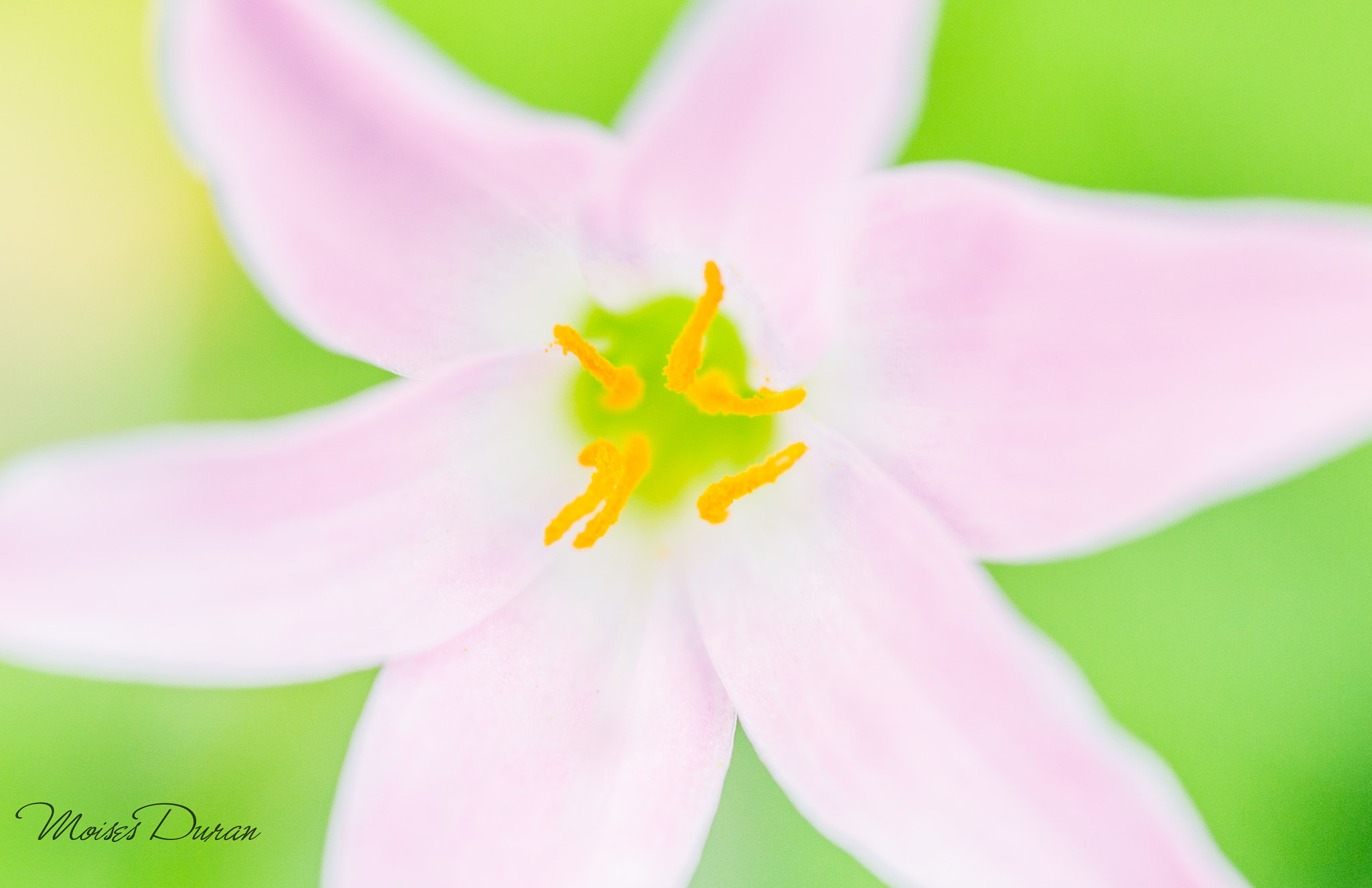 Canon EOS 6D + Sigma 105mm F2.8 EX DG Macro sample photo. Softly love..  photography
