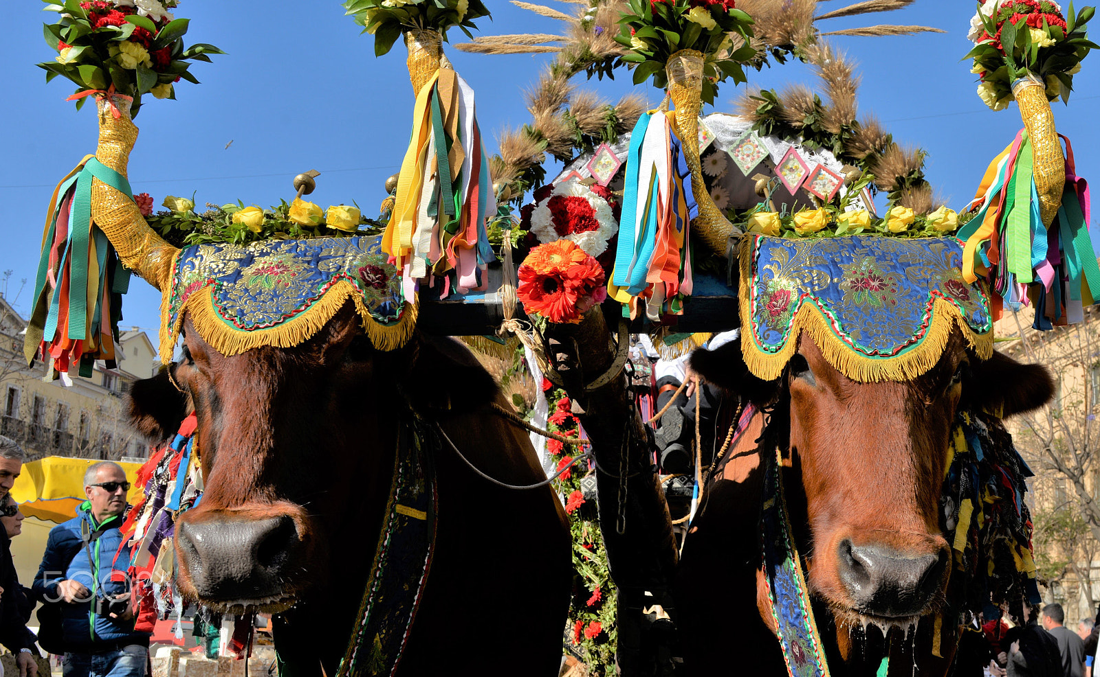 Nikon D610 + Sigma 28-70mm F2.8 EX sample photo. Sardinian ox cart photography