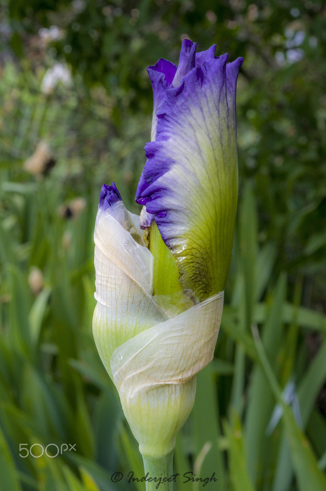 Pentax K-3 II sample photo. Twins!!! photography