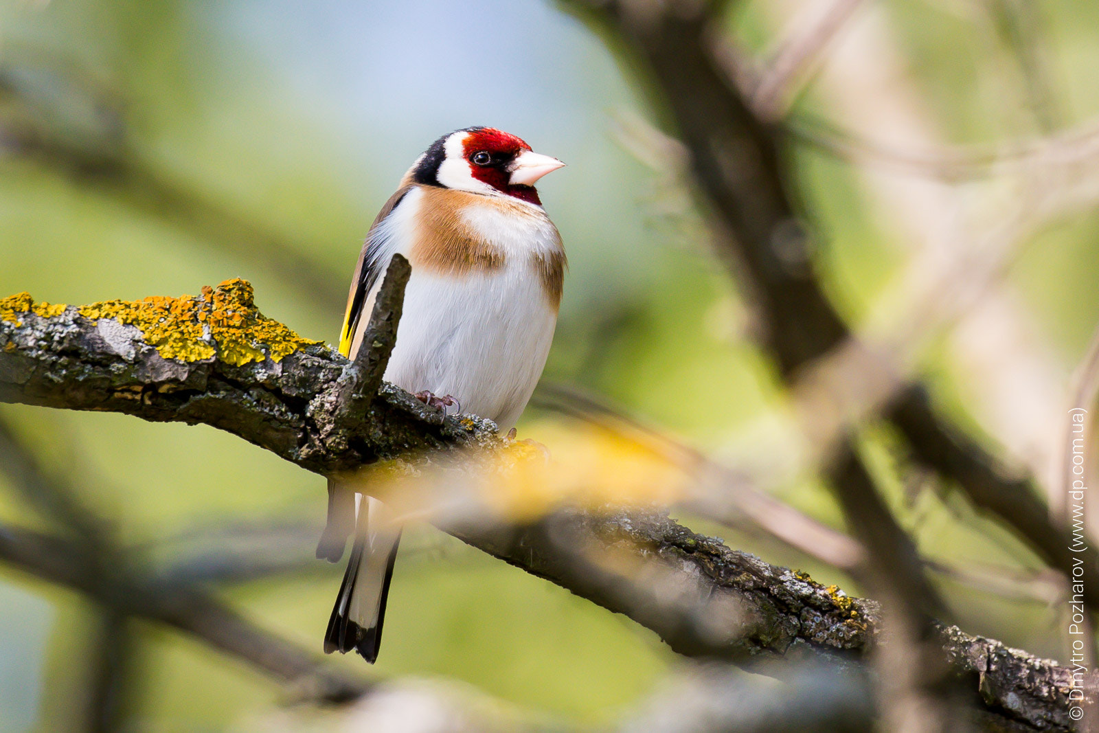 Canon EF 100-400mm F4.5-5.6L IS II USM sample photo. Goldfinch photography