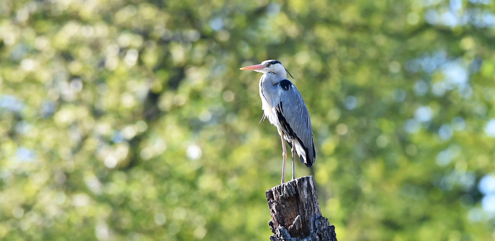 Nikon AF-S Nikkor 400mm F2.8G ED VR II sample photo. 26722491402.jpg photography