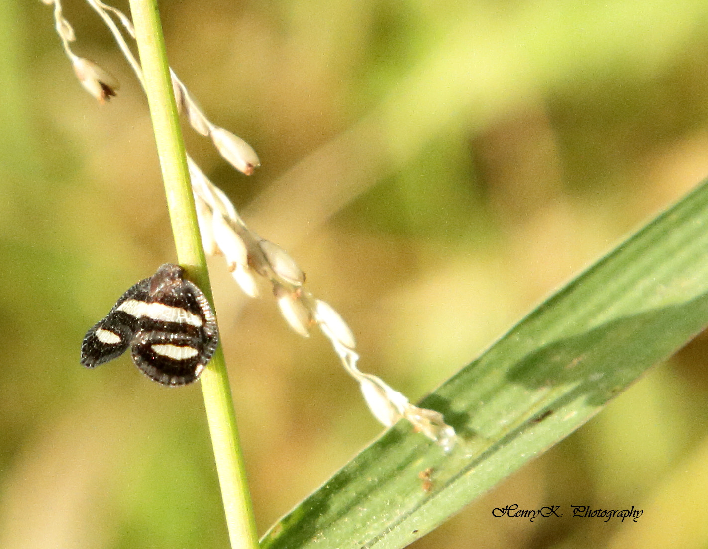 Canon EF 24-105mm F4L IS USM sample photo. Little moth photography