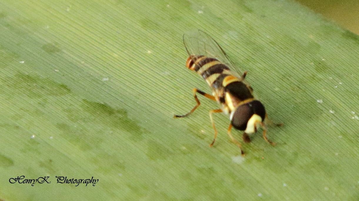 Canon EF 24-105mm F4L IS USM sample photo. Large head wasp photography