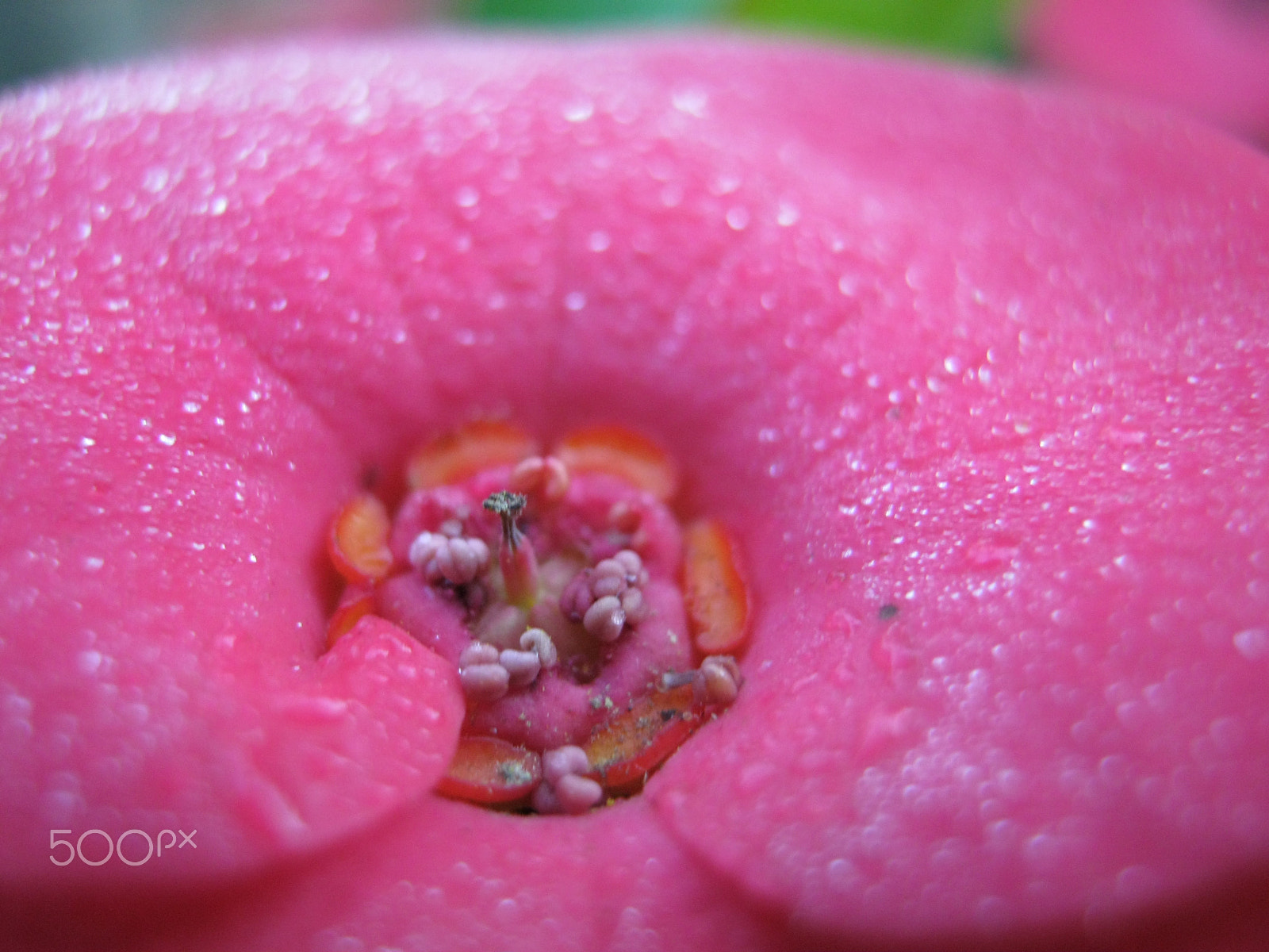 Canon PowerShot A800 sample photo. Flower macro photography